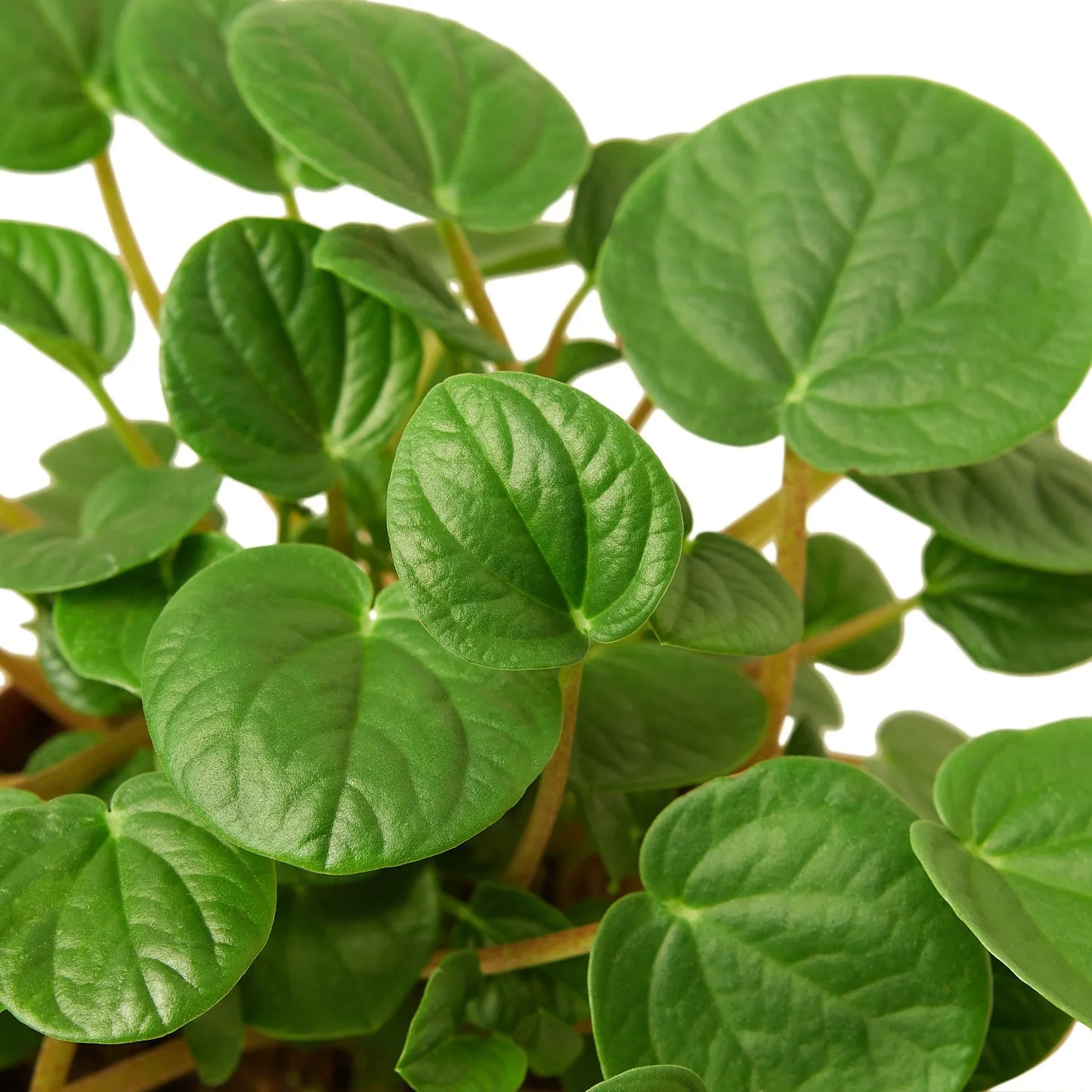 Peperomia 'Rana Verde' | Cactus Clint