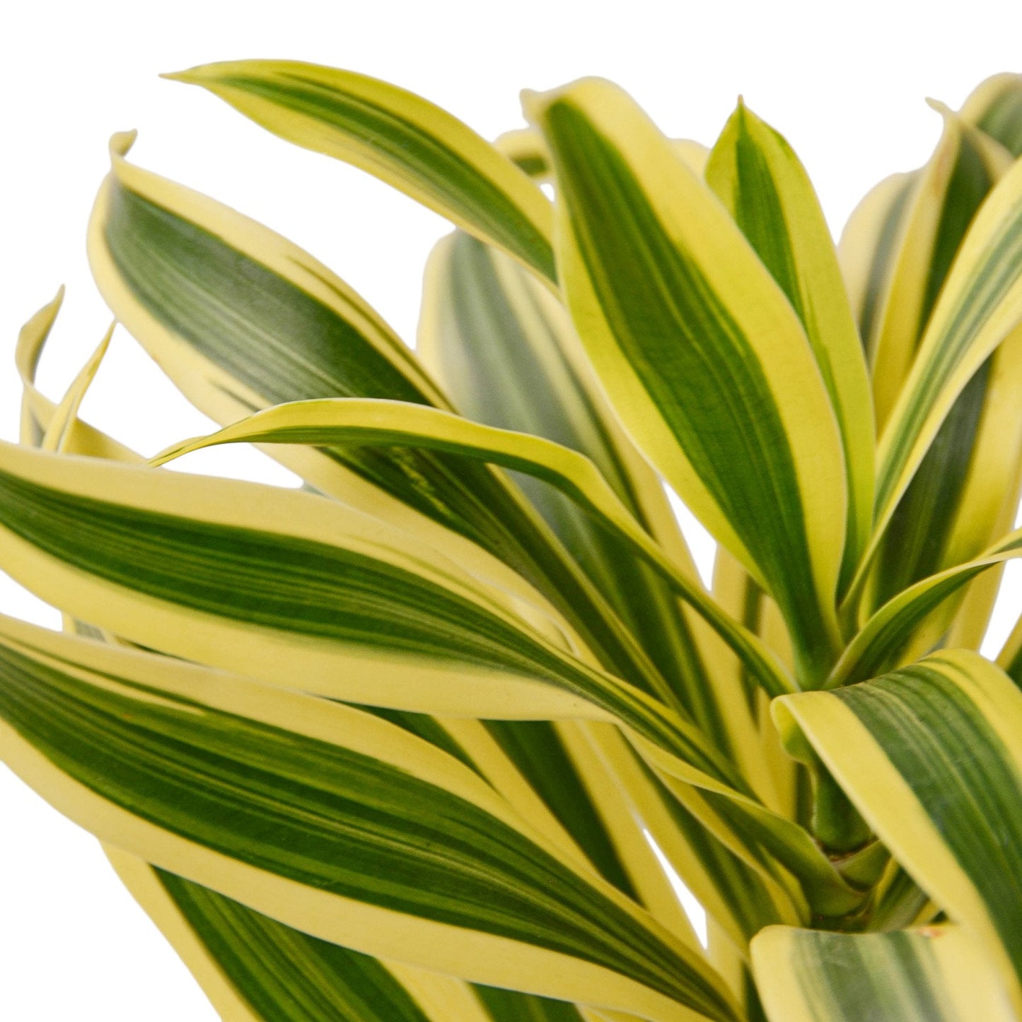 Dracaena 'Song of India' | Cactus Clint
