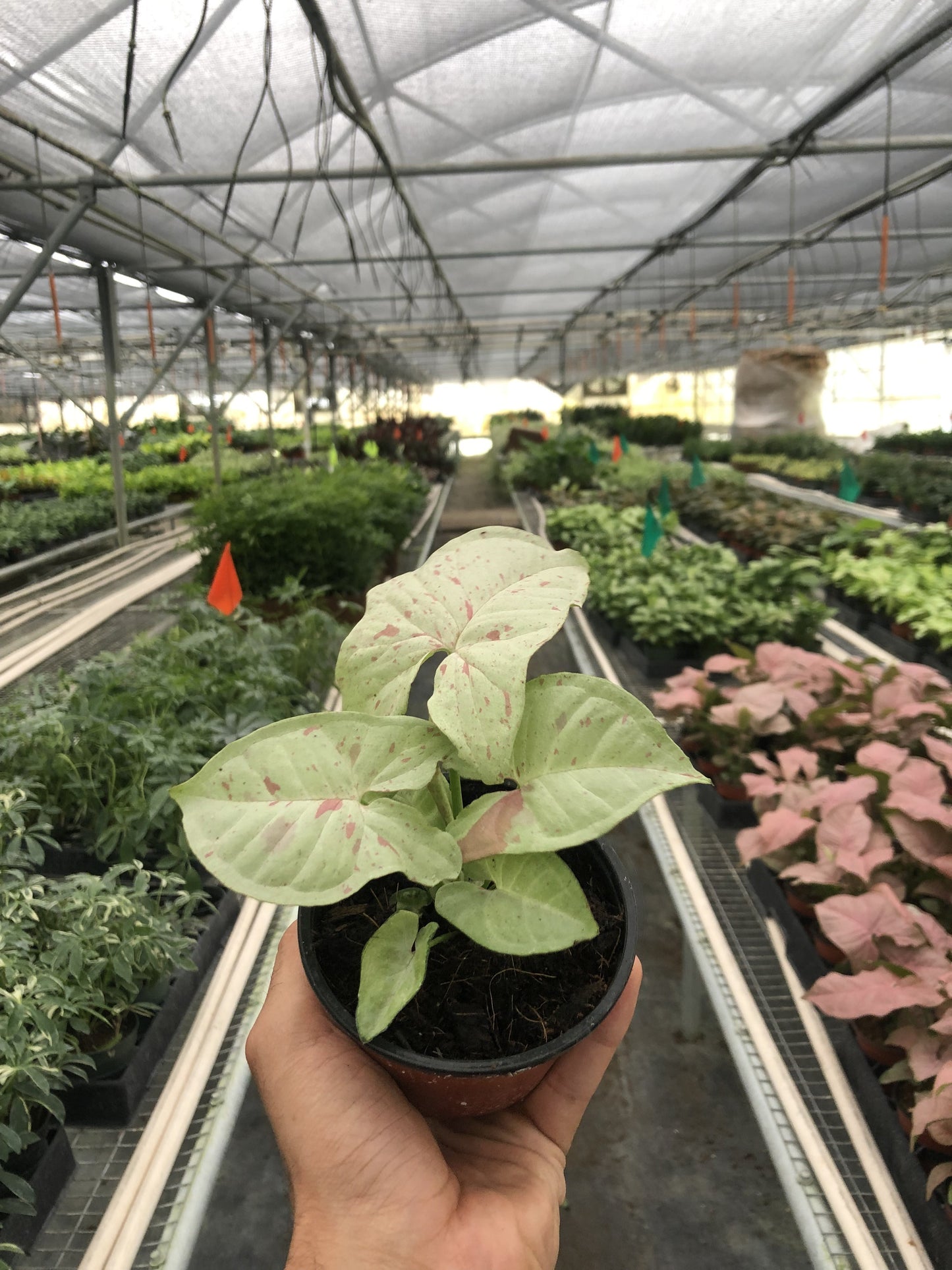 Syngonium 'Milk Confetti' | Cactus Clint