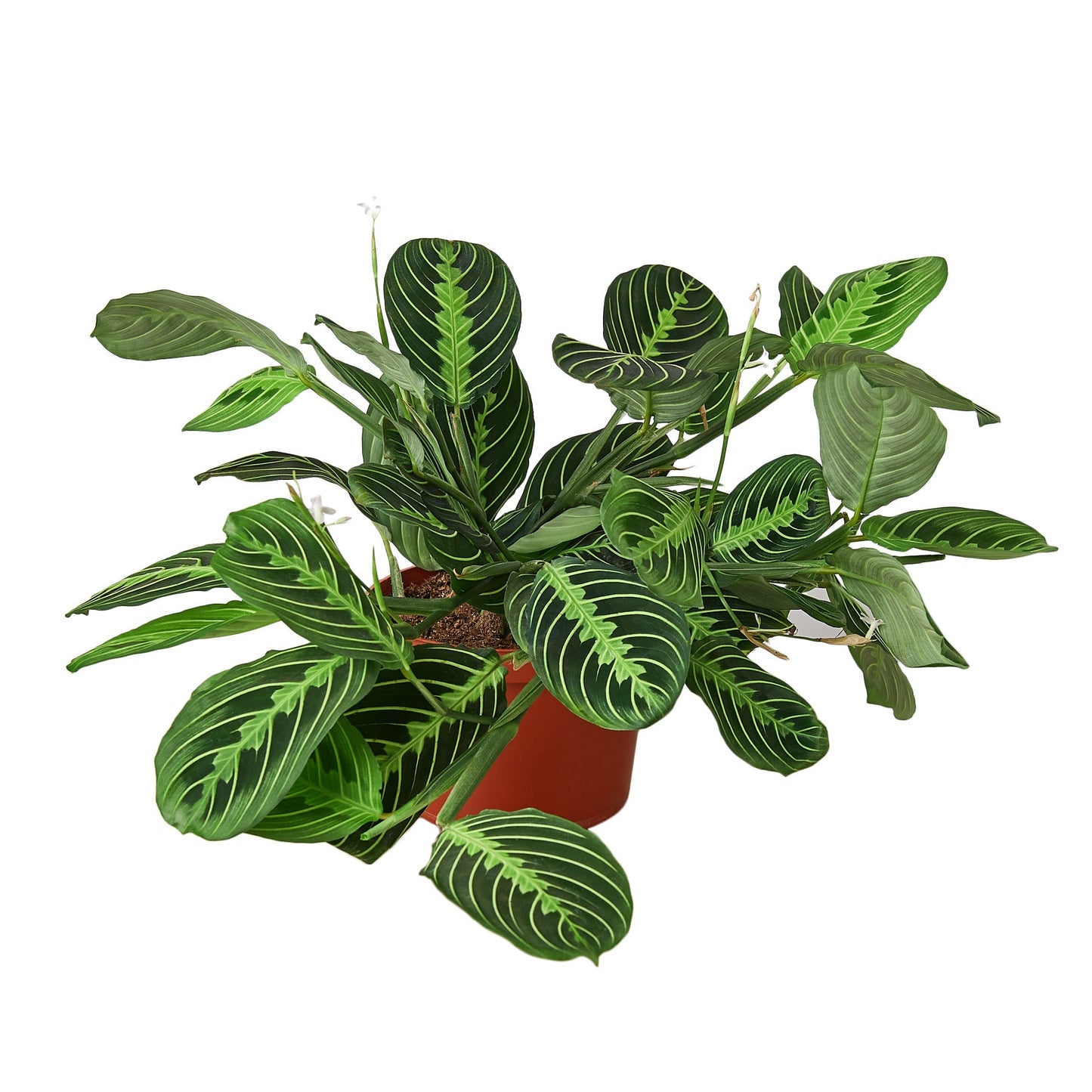 Maranta 'Lemon Lime' | Cactus Clint