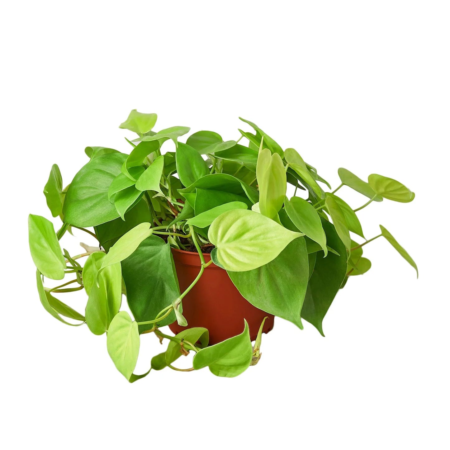 Philodendron 'Neon' | Cactus Clint