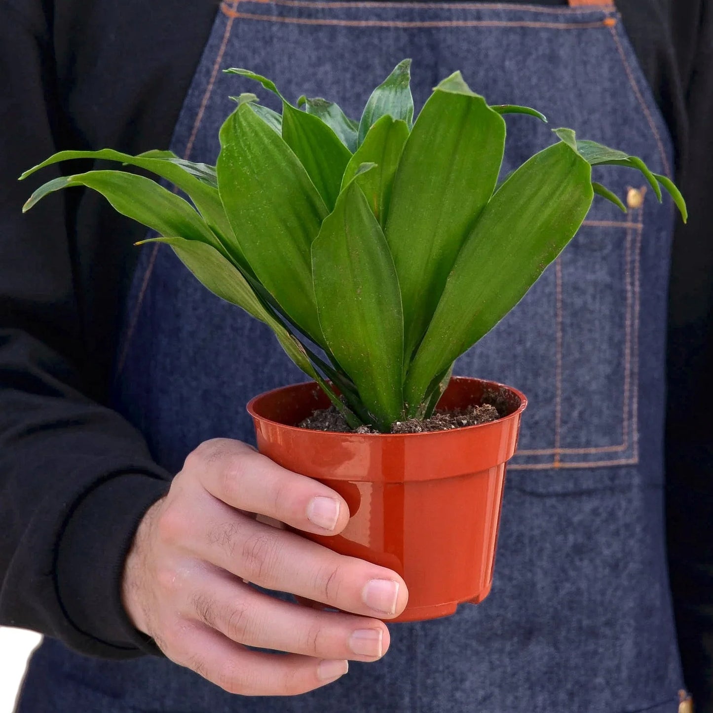 Dracaena 'Janet Craig' | Cactus Clint
