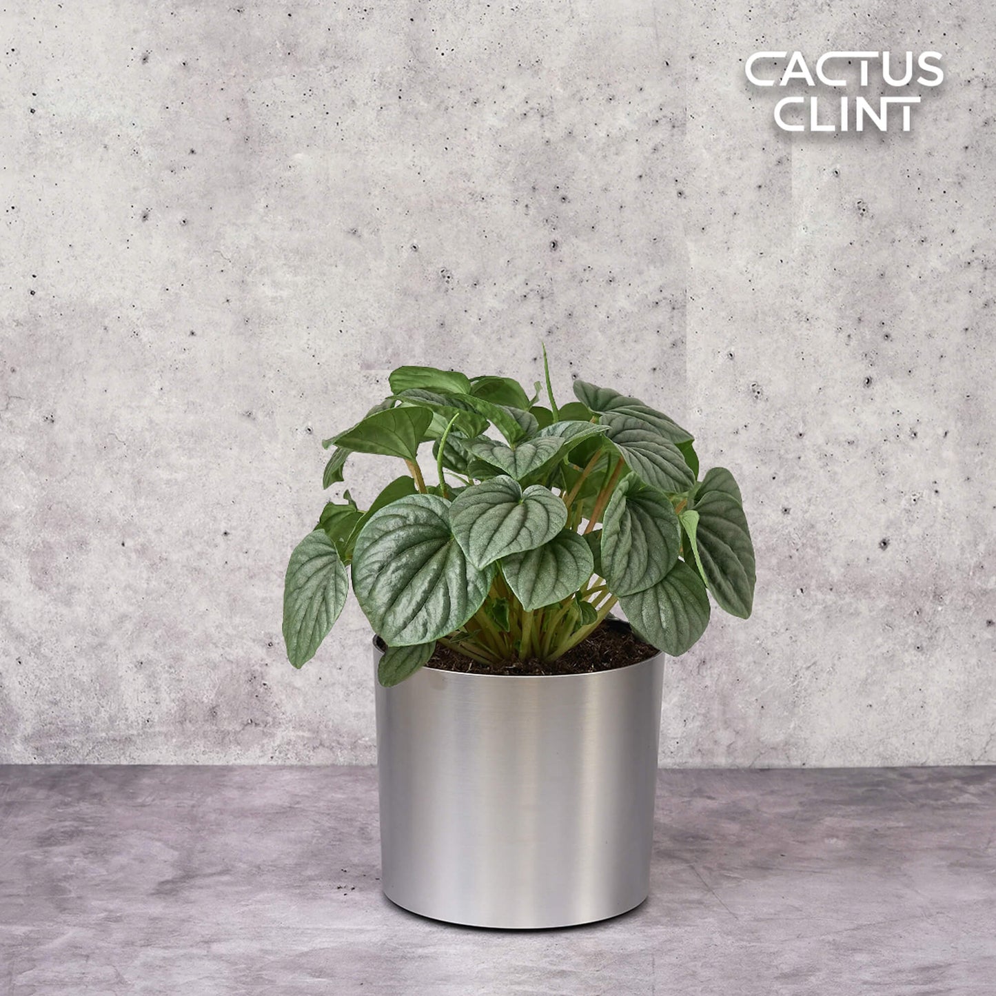 Peperomia 'Frost' | Cactus Clint