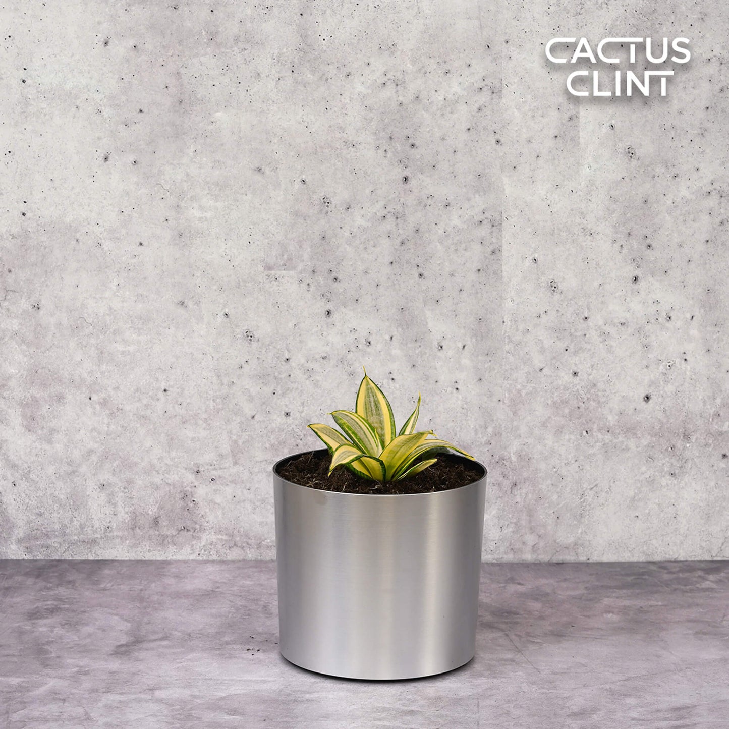 Snake Plant Gold Hahnii | Cactus Clint