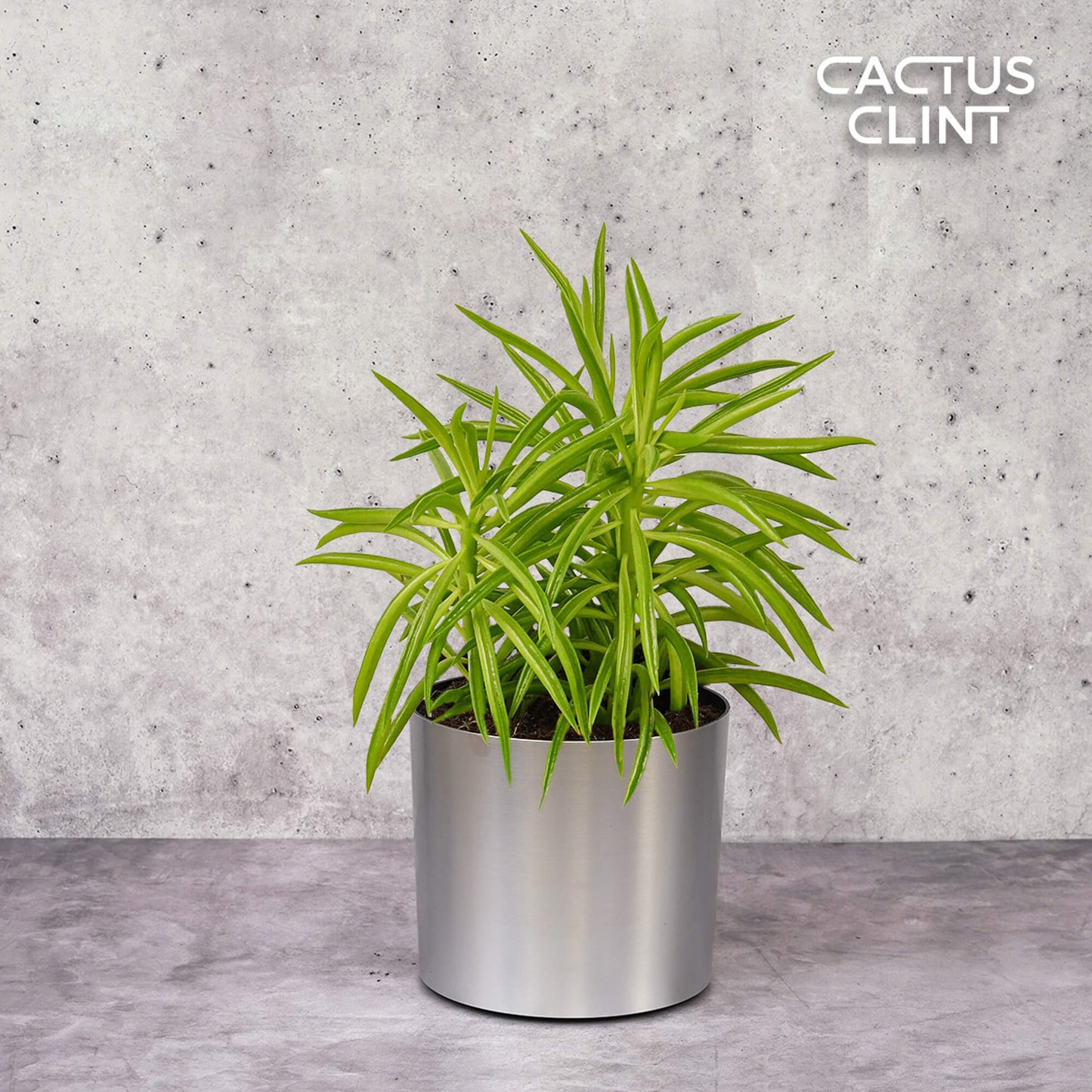 Peperomia 'Green Bean' | Cactus Clint