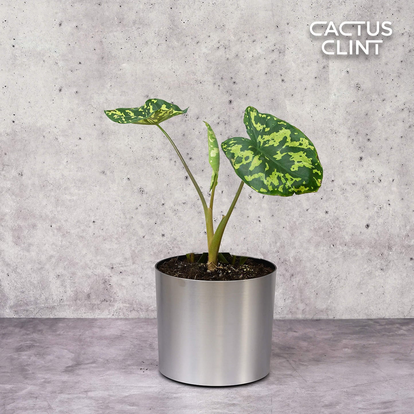 Alocasia 'Hilo Beauty' | Cactus Clint