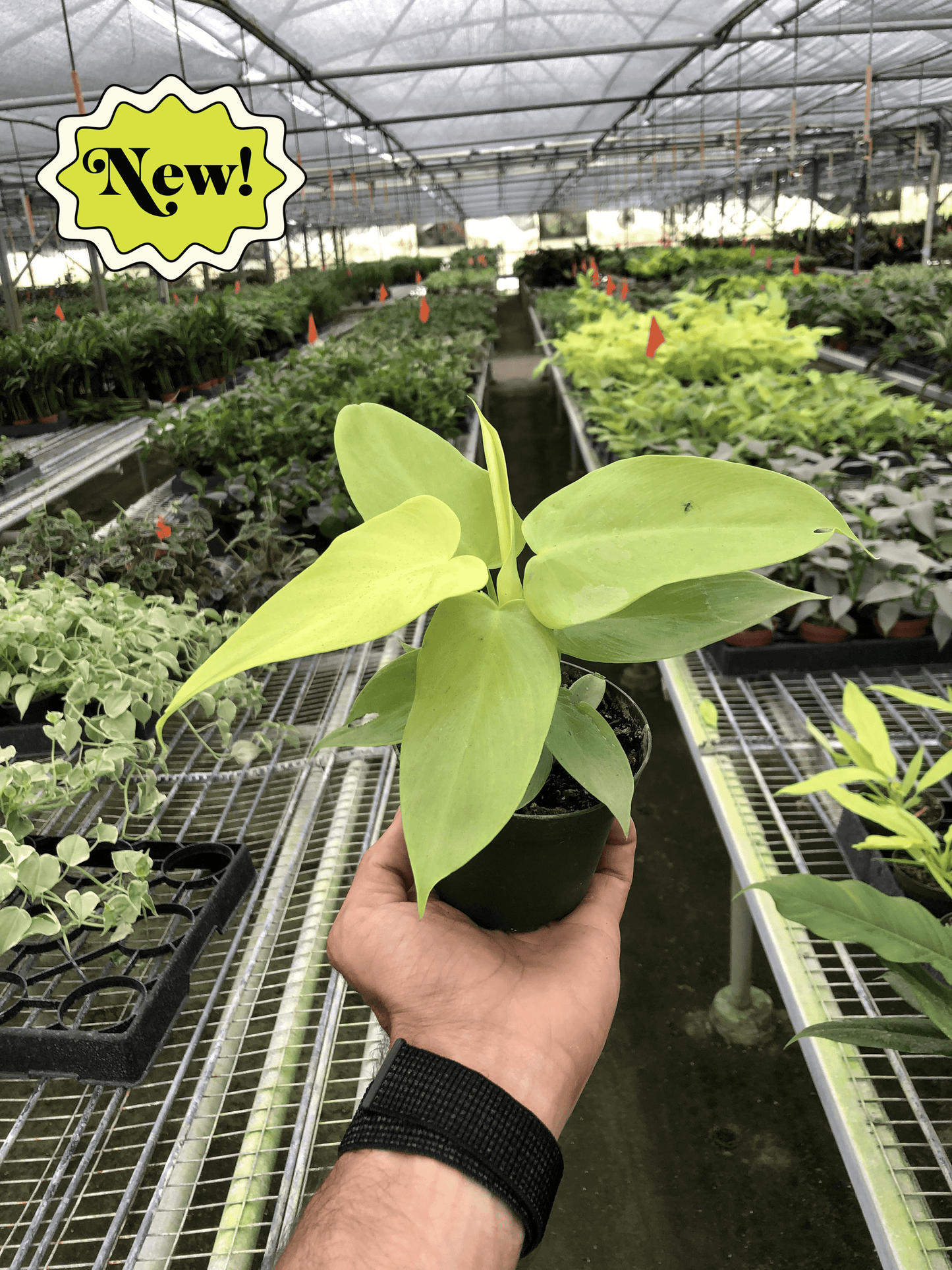 Philodendron 'Gold Violin' | Cactus Clint