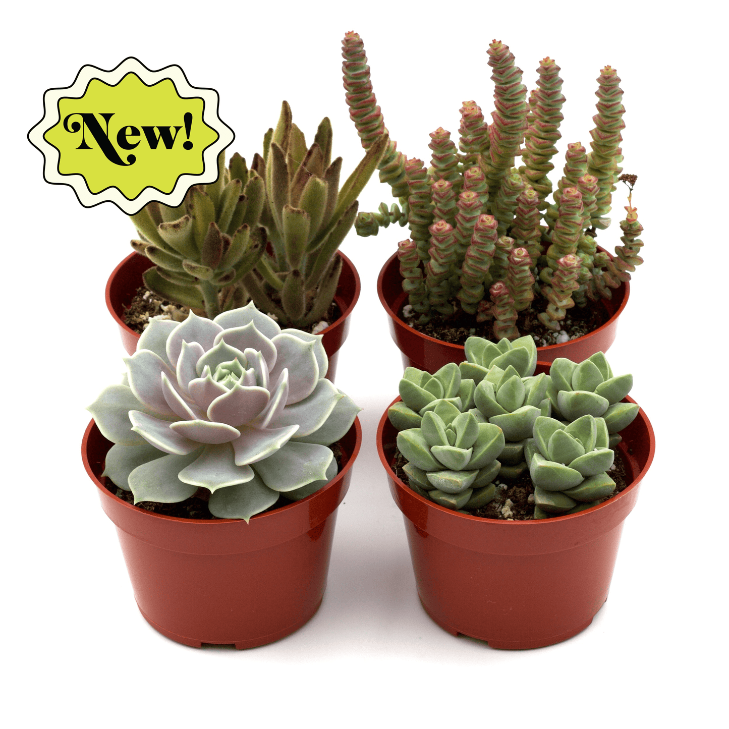Assorted Succulent Variety | Cactus Clint