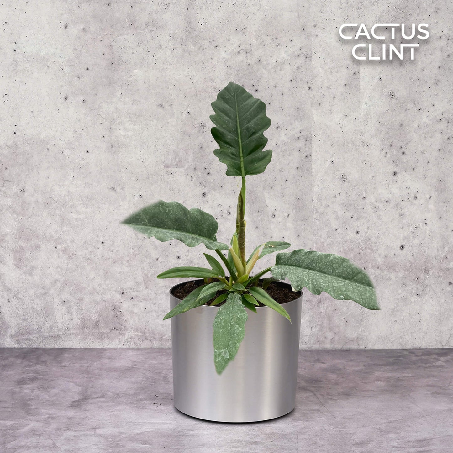 Philodendron 'Jungle Boogie' | Cactus Clint