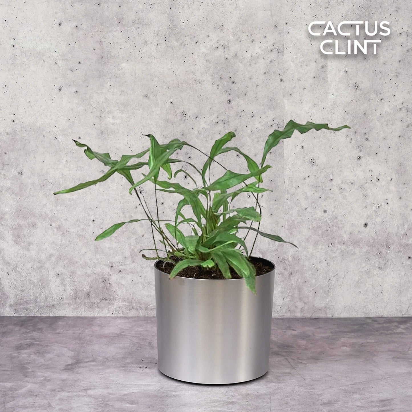 Fern 'Kangaroo Paw' | Cactus Clint
