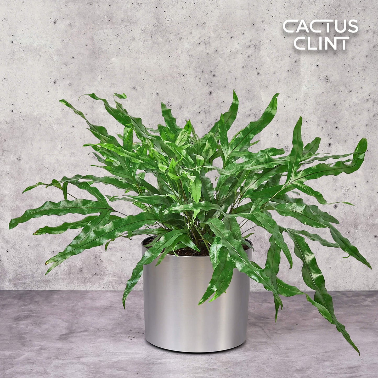 Fern 'Kangaroo Paw' | Cactus Clint