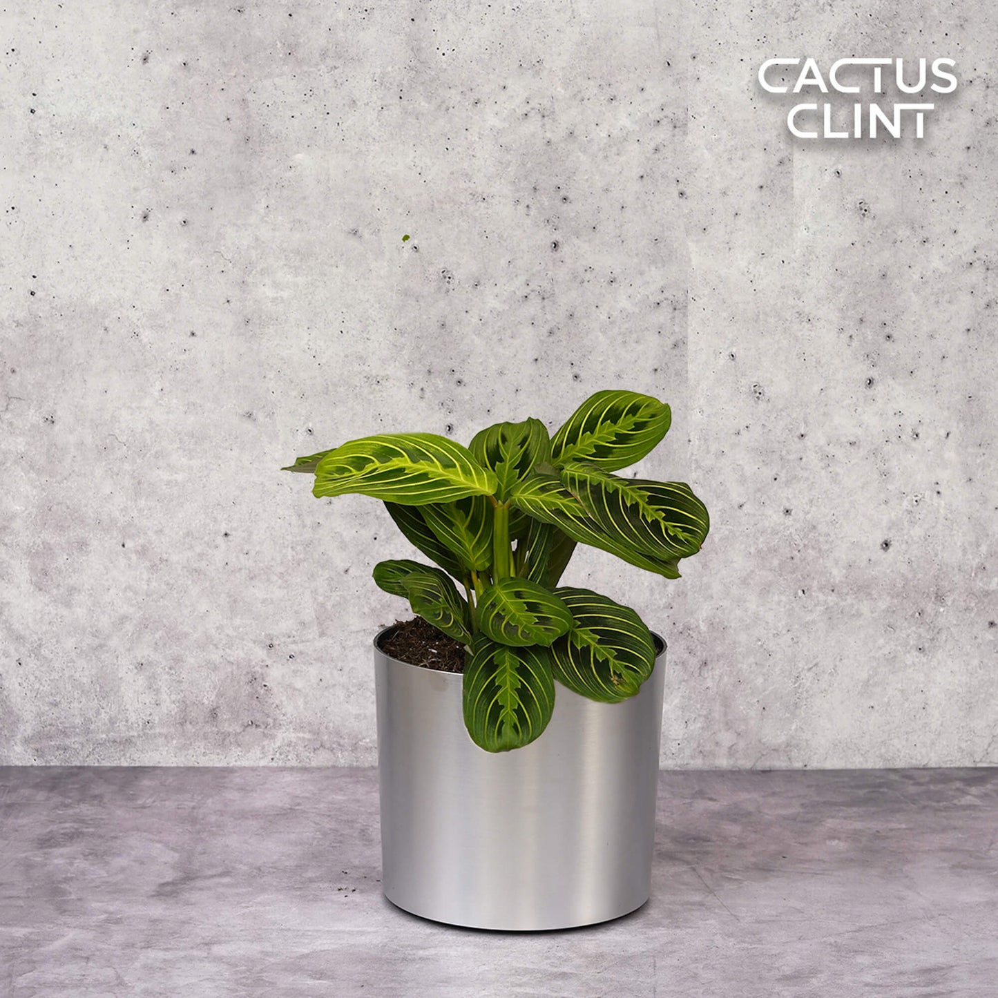 Maranta 'Lemon Lime' | Cactus Clint