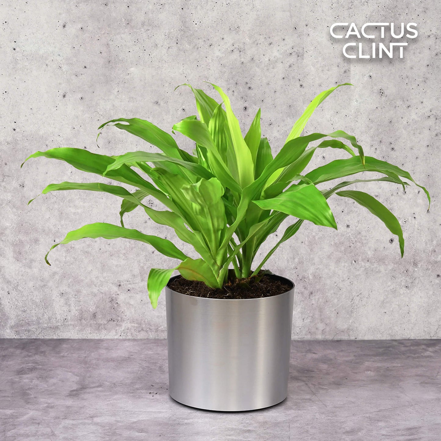 Dracaena 'Lime Light' | Cactus Clint