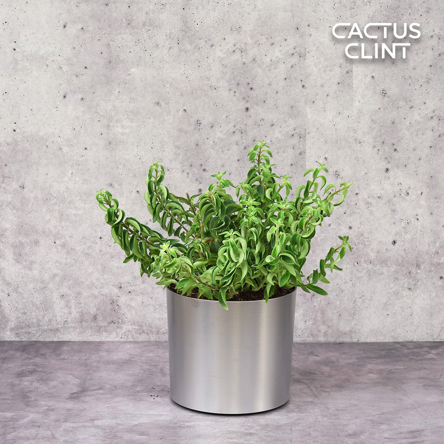Curly Lipstick Plant | Cactus Clint