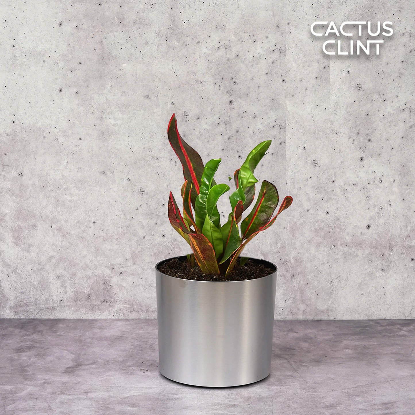 Croton 'Mammy' | Cactus Clint