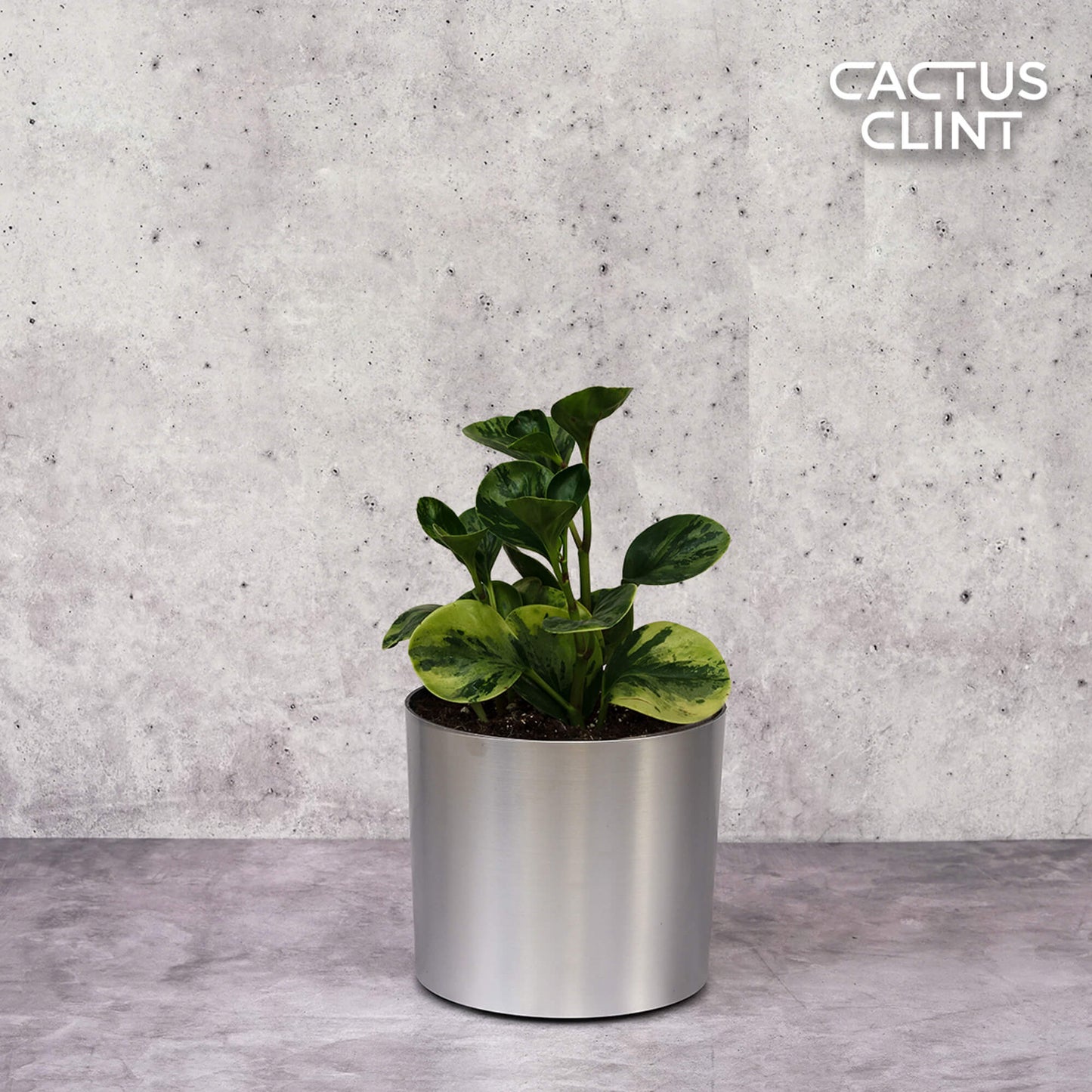 Peperomia 'Marble' | Cactus Clint