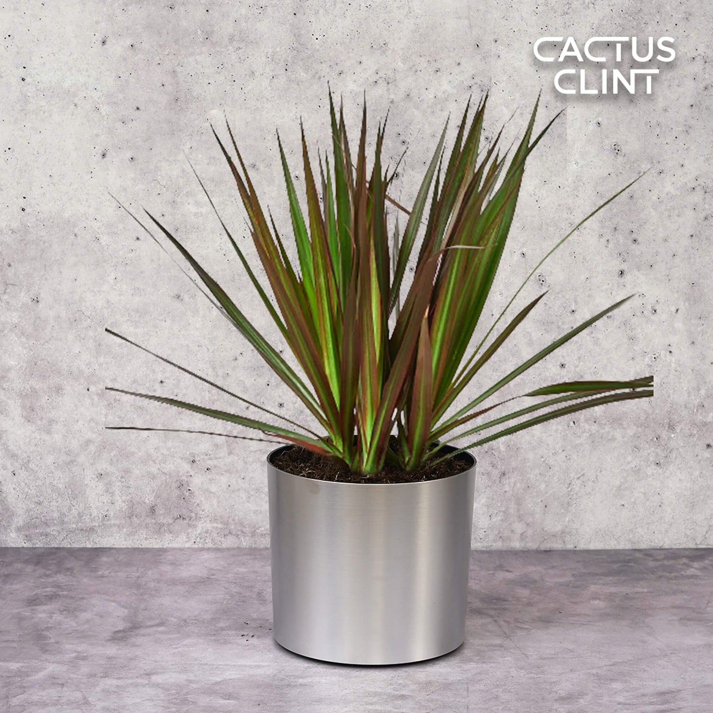 Dracaena 'Marginata Magenta' | Cactus Clint