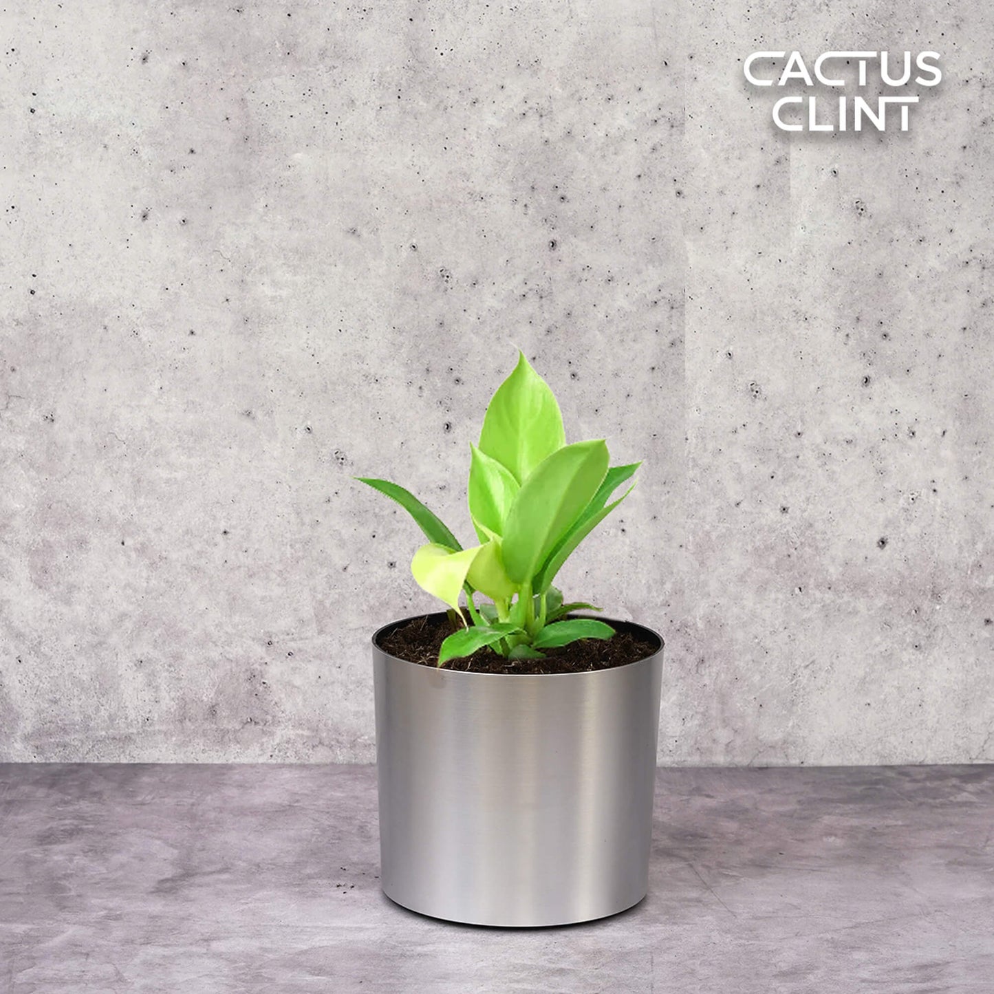 Philodendron 'Moonlight' | Cactus Clint