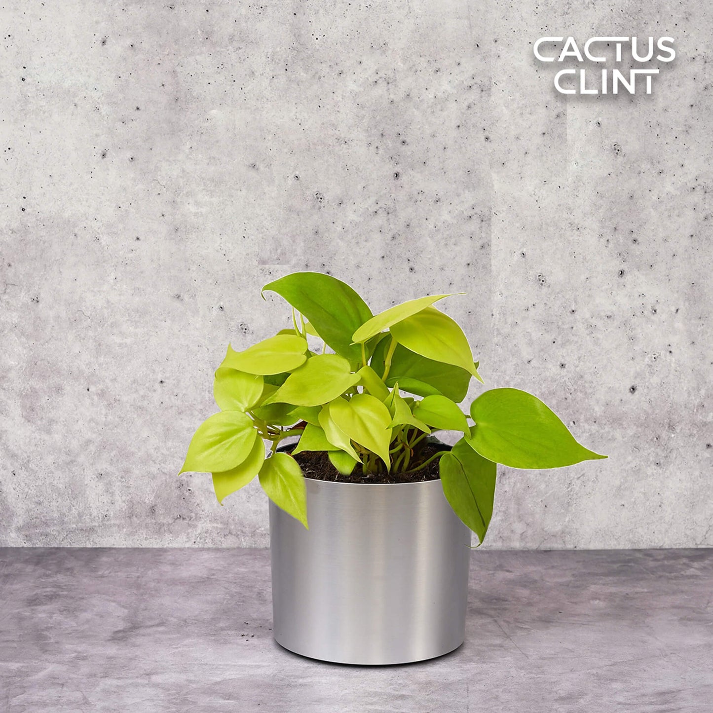 Philodendron 'Neon' | Cactus Clint