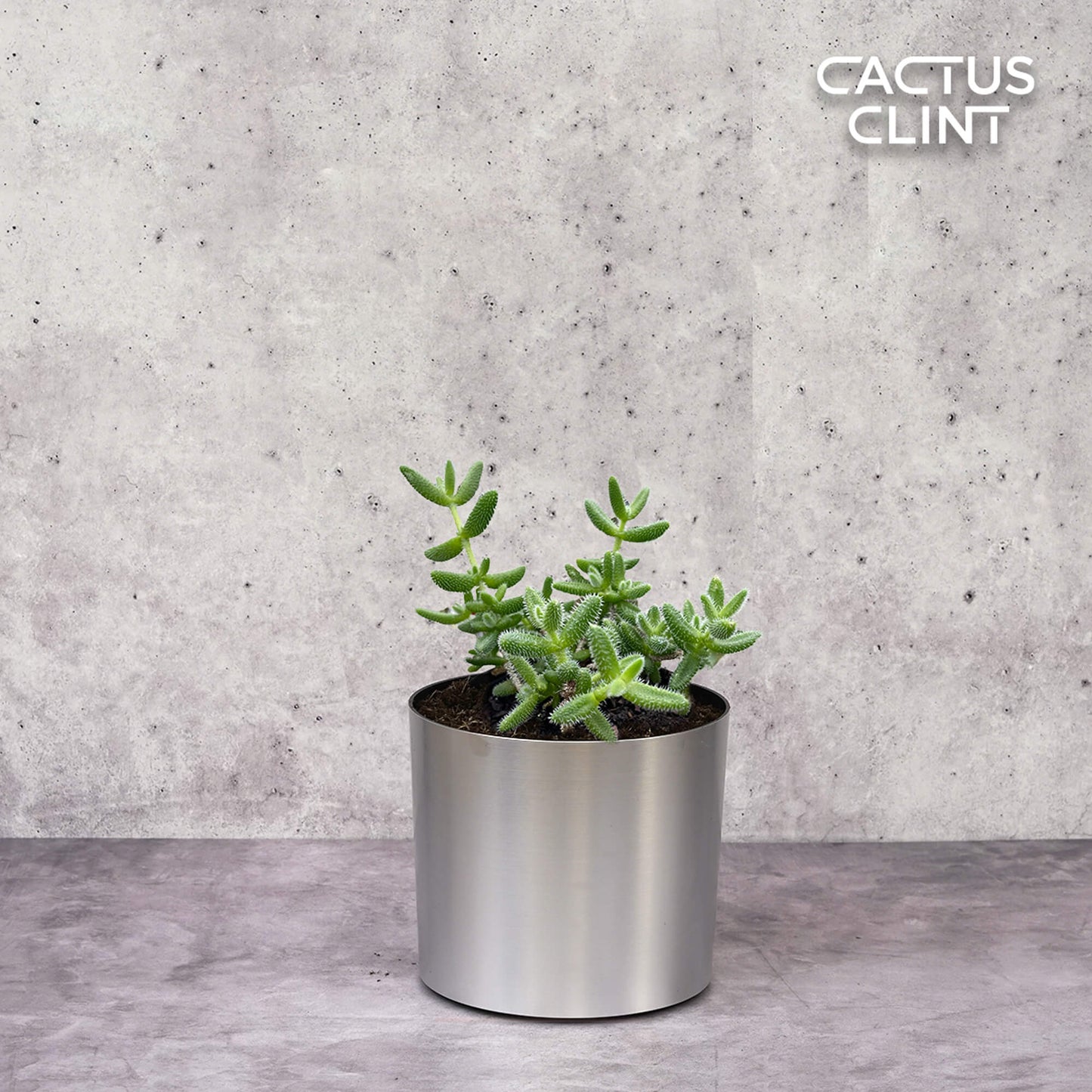 Delosperma echinatum 'Pickle Plant' | Cactus Clint