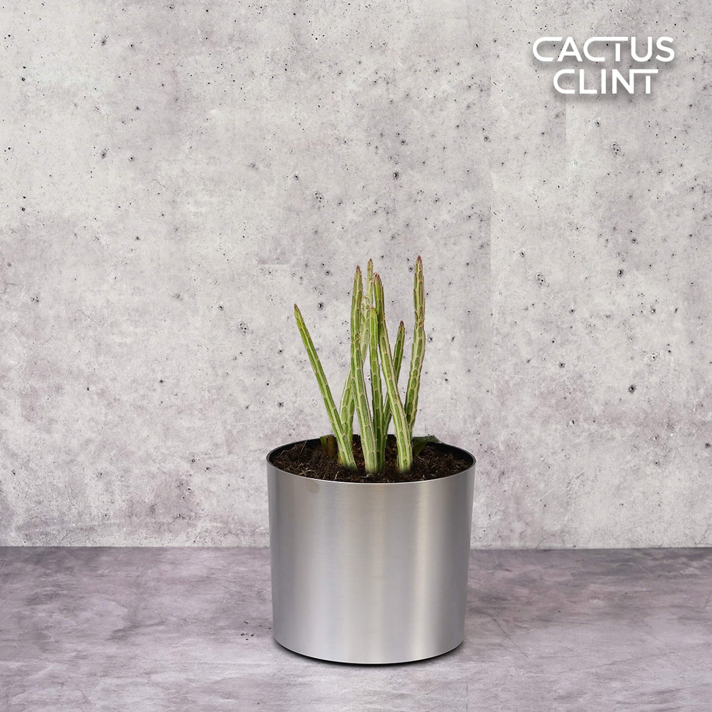 Senecio Stapeliiformis Pickle Plant | Cactus Clint
