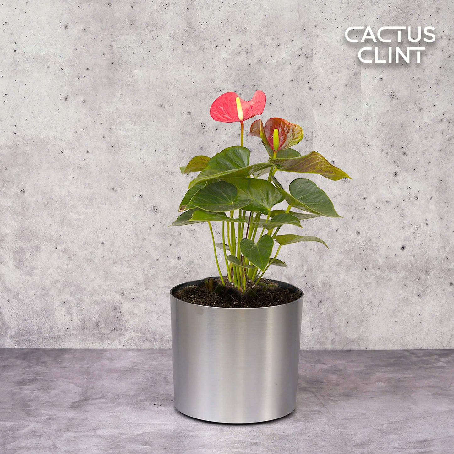 Anthurium 'Pink' | Cactus Clint