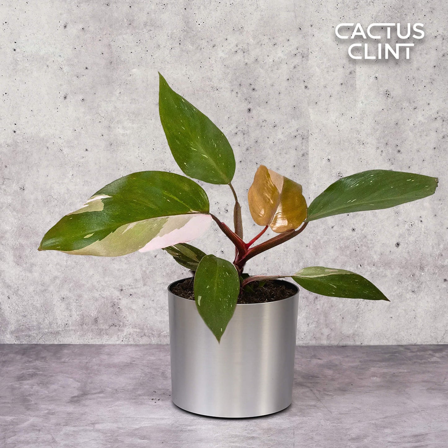 Philodendron 'Pink Princess' | Cactus Clint