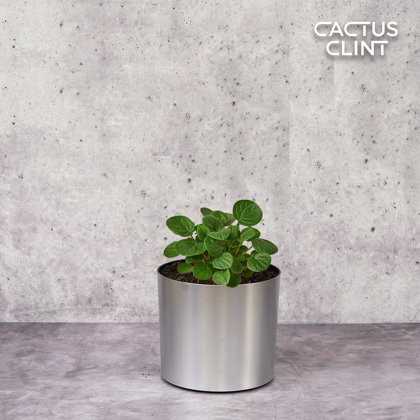 Peperomia 'Rana Verde' | Cactus Clint