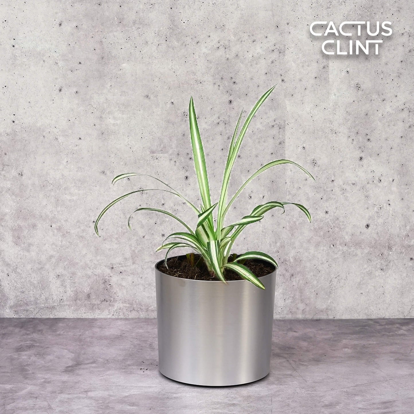 Spider Plant Reverse | Cactus Clint