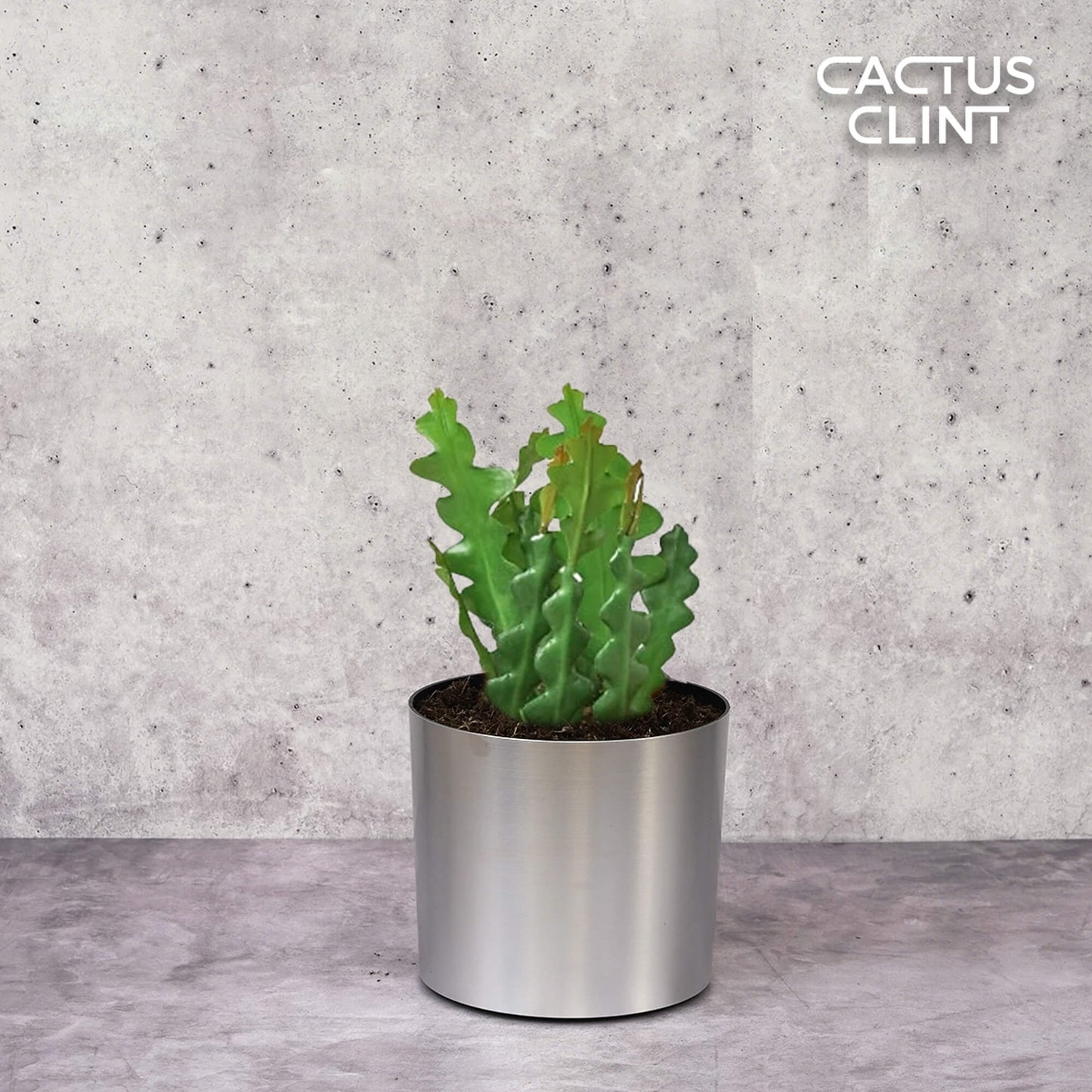 Epiphyllum 'Ric Rac' Cactus | Cactus Clint