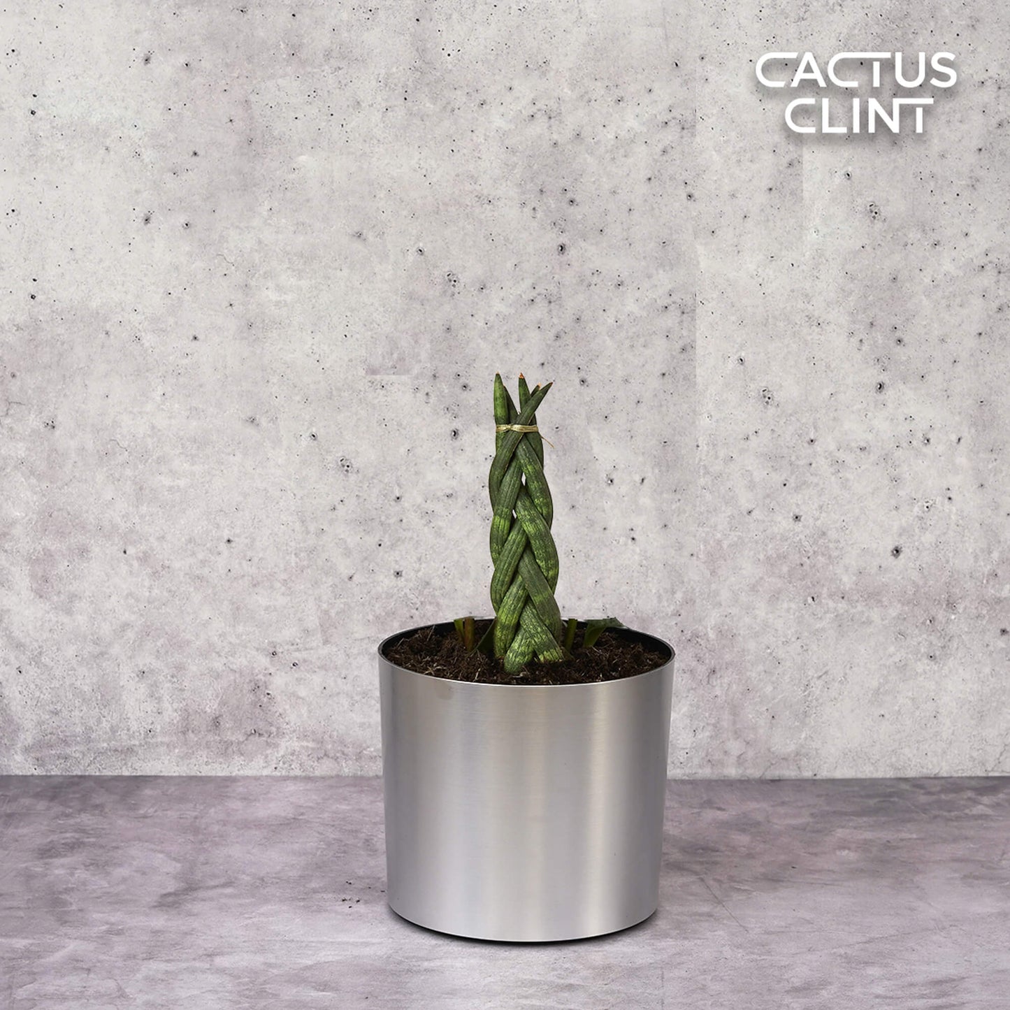 Snake Plant Braided | Cactus Clint