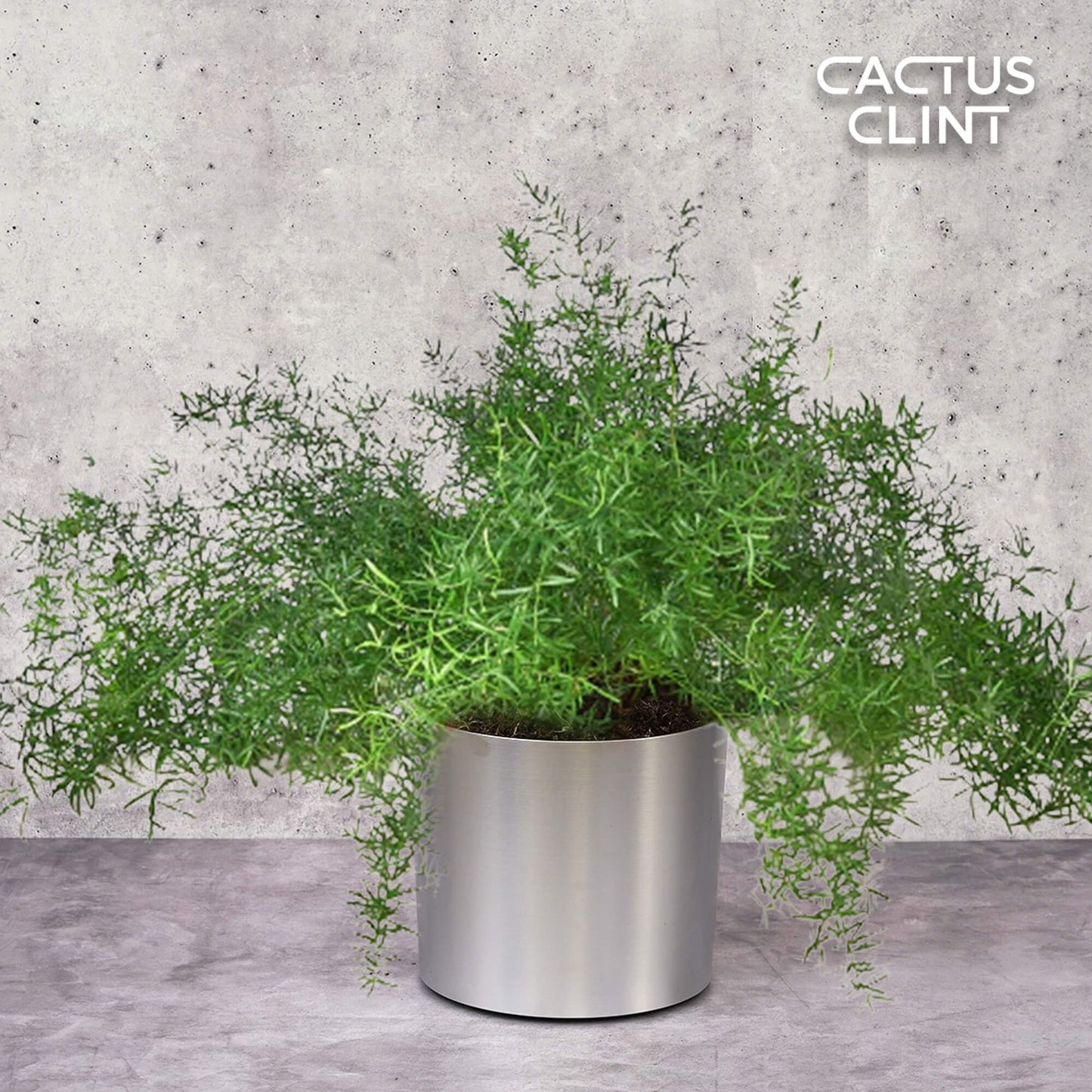 Fern 'Sprengeri' | Cactus Clint