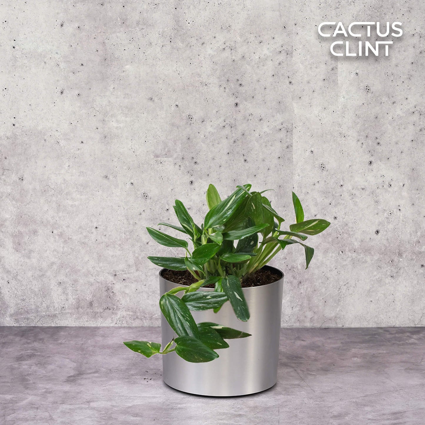 Monstera 'Standeleyana Albo Variegated' | Cactus Clint