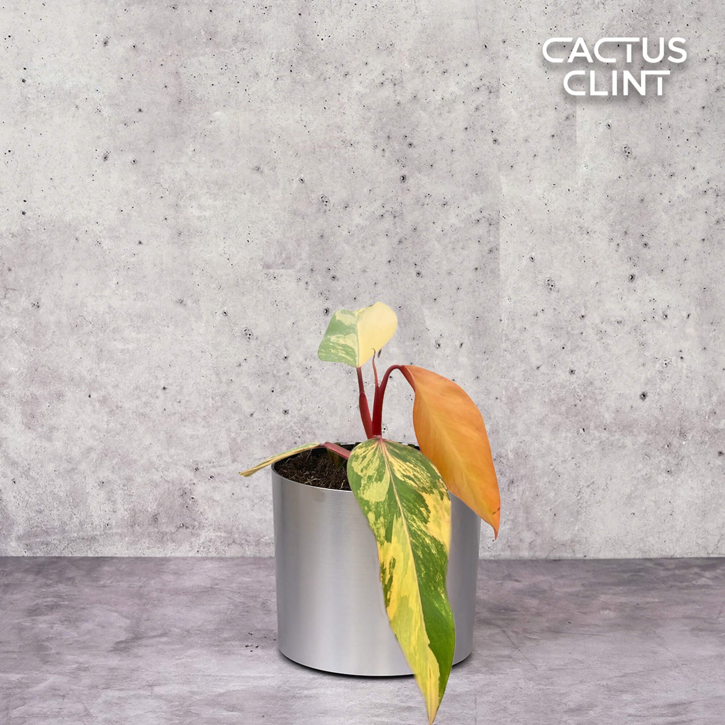 Philodendron 'Strawberry Shake' | Cactus Clint