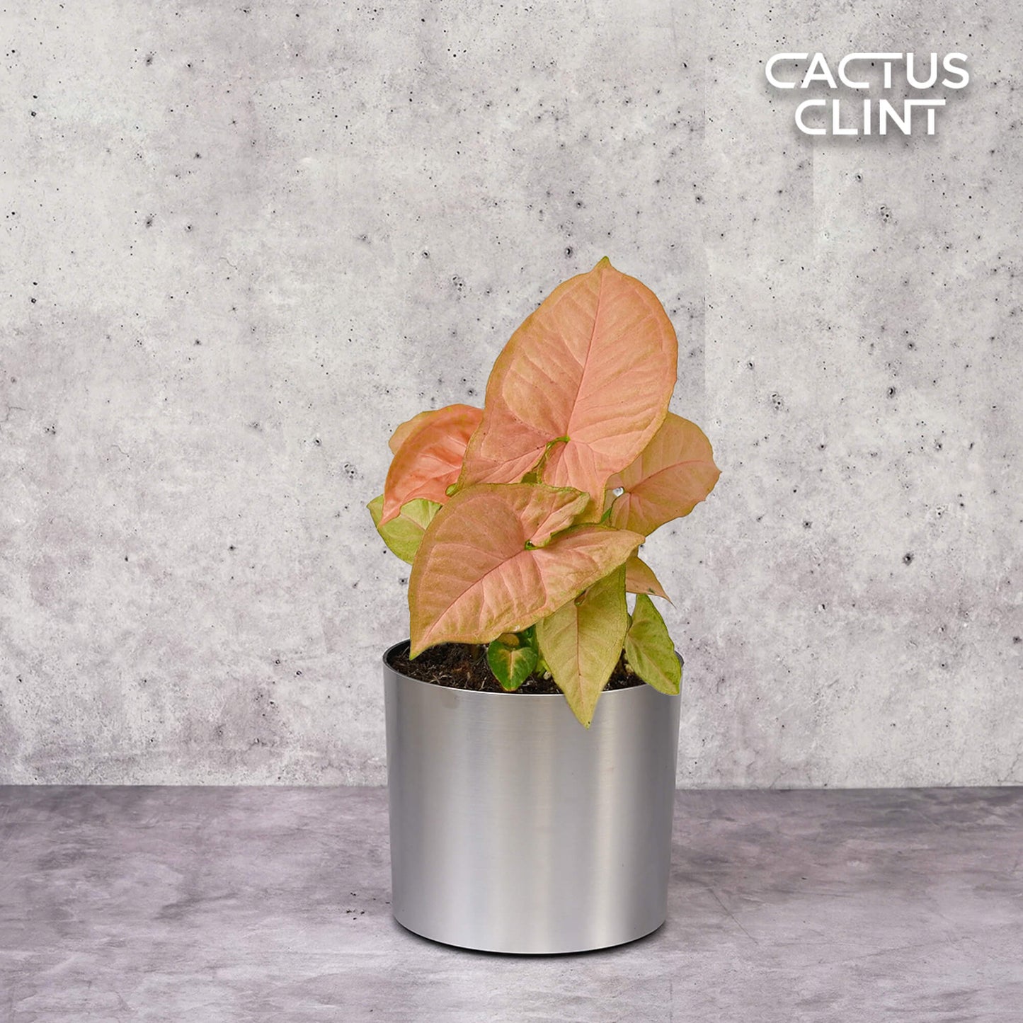 Syngonium Strawberry | Cactus Clint