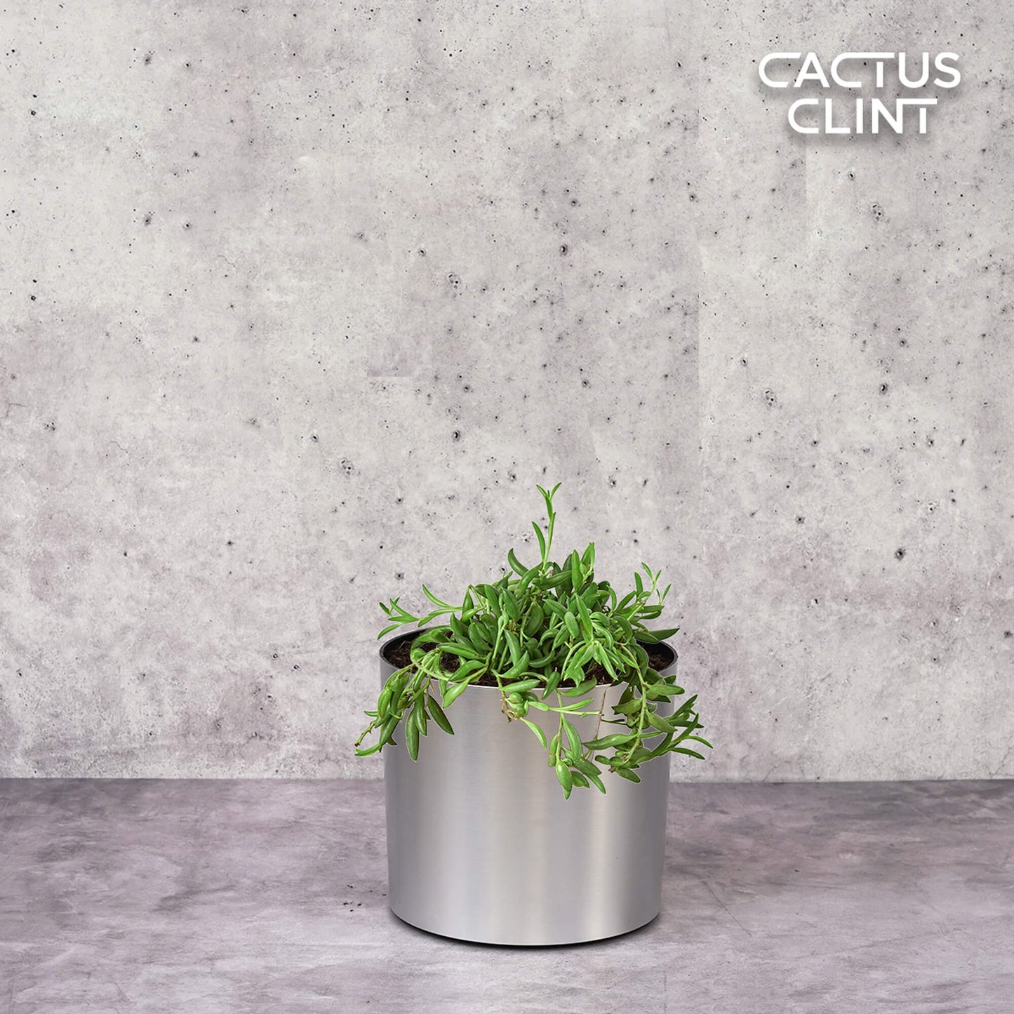 Succulent 'String of Bananas' | Cactus Clint