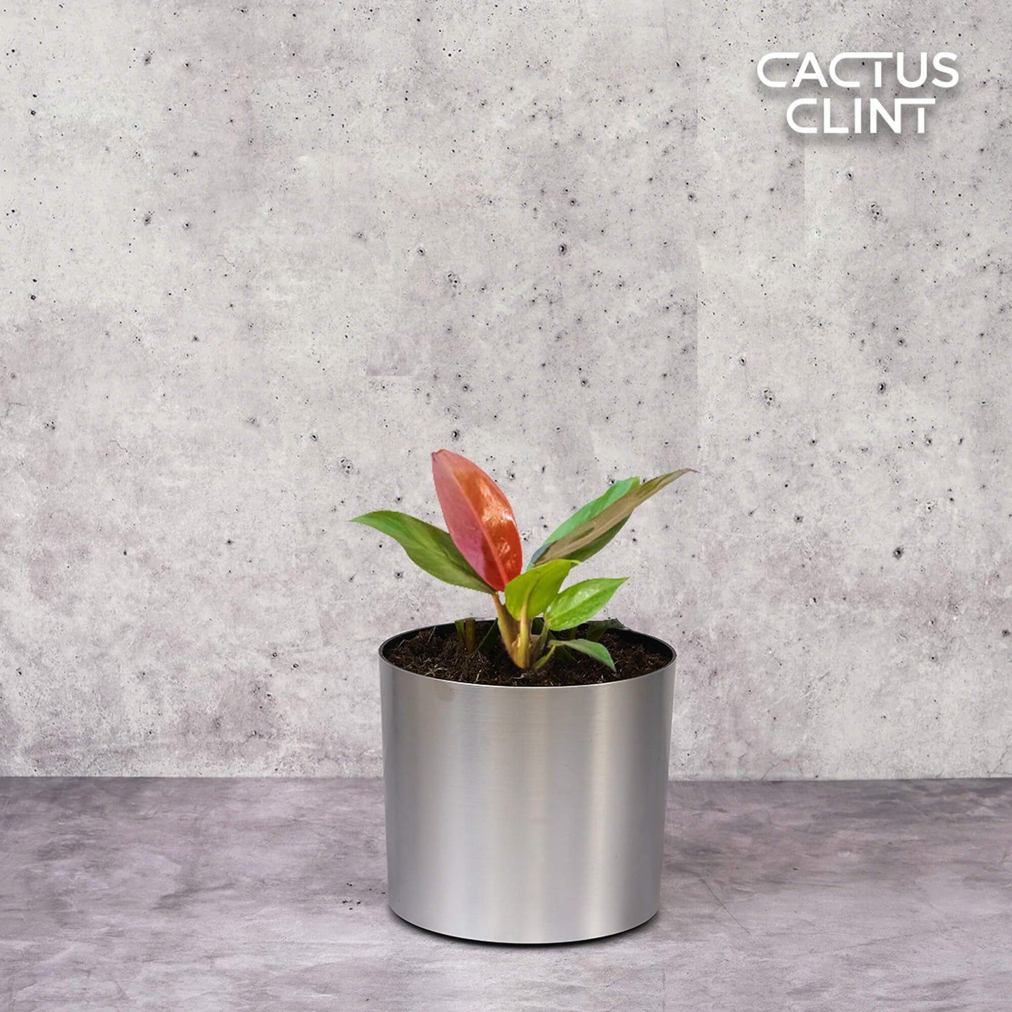 Philodendron 'Sun Red' | Cactus Clint