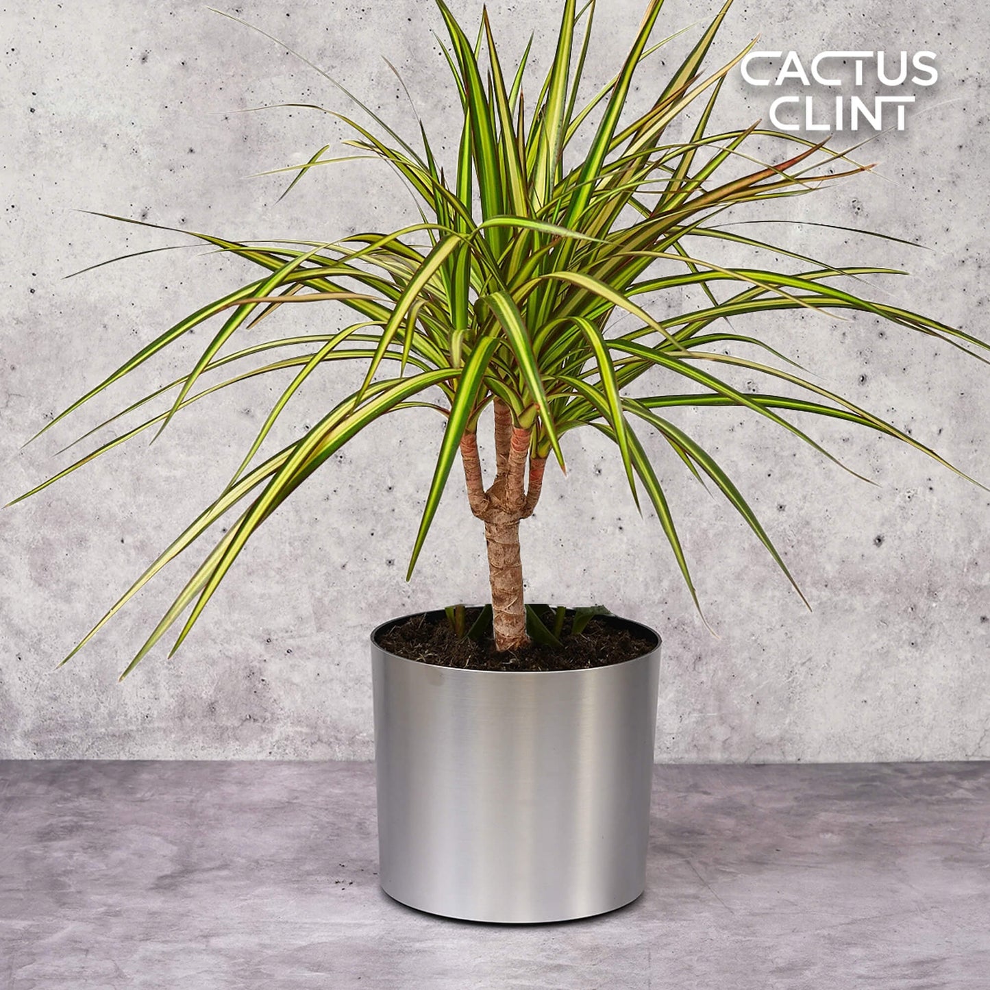 Dracaena Marginata 'Sunshine' | Cactus Clint