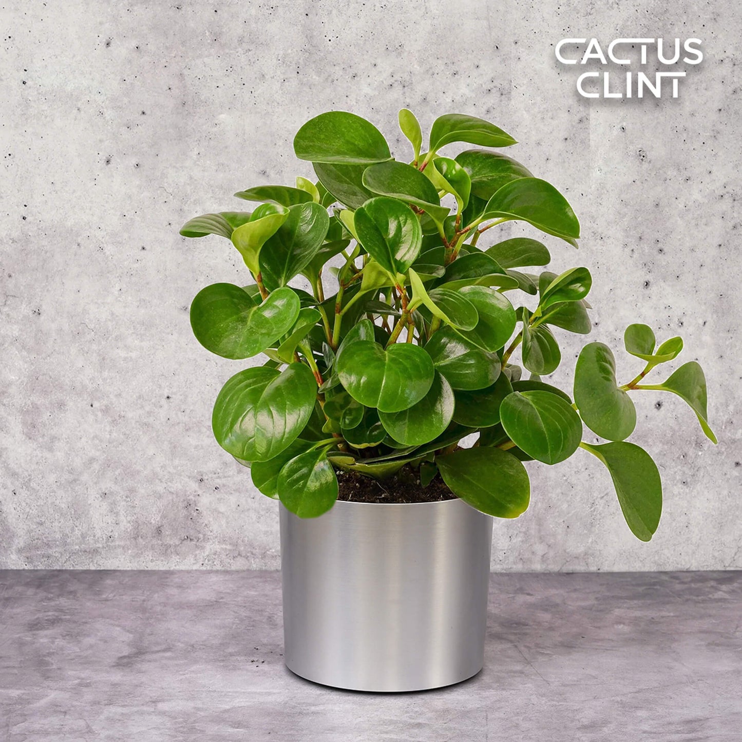 Peperomia Thailand | Cactus Clint