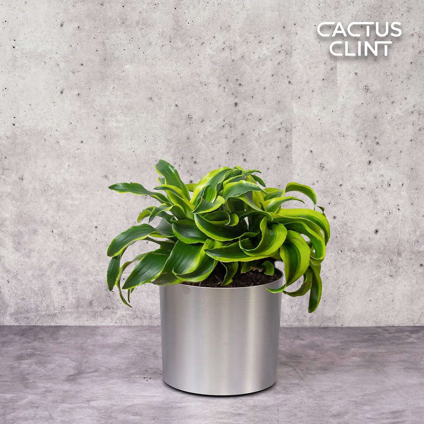 Dracaena 'Tornado' | Cactus Clint