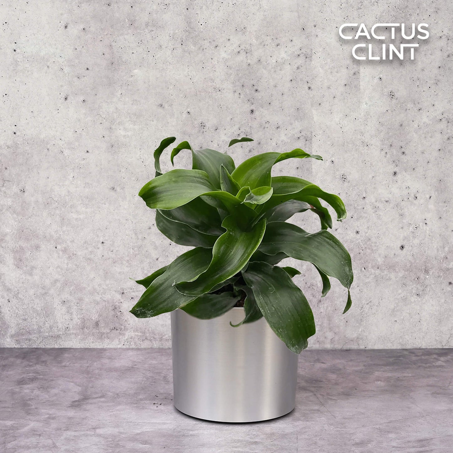 Dracaena 'Twister' | Cactus Clint