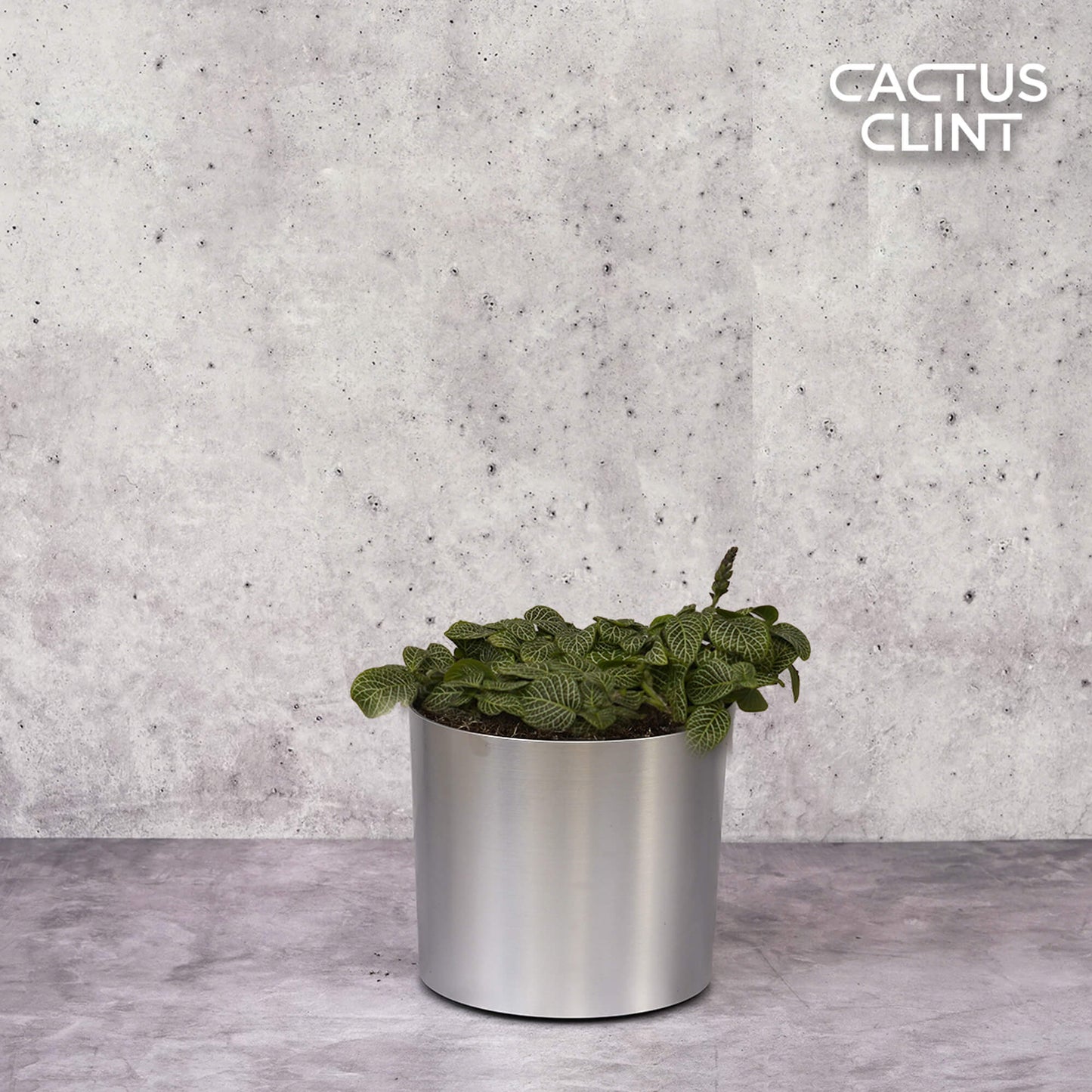 Fittonia 'White Nerve Plant' | Cactus Clint