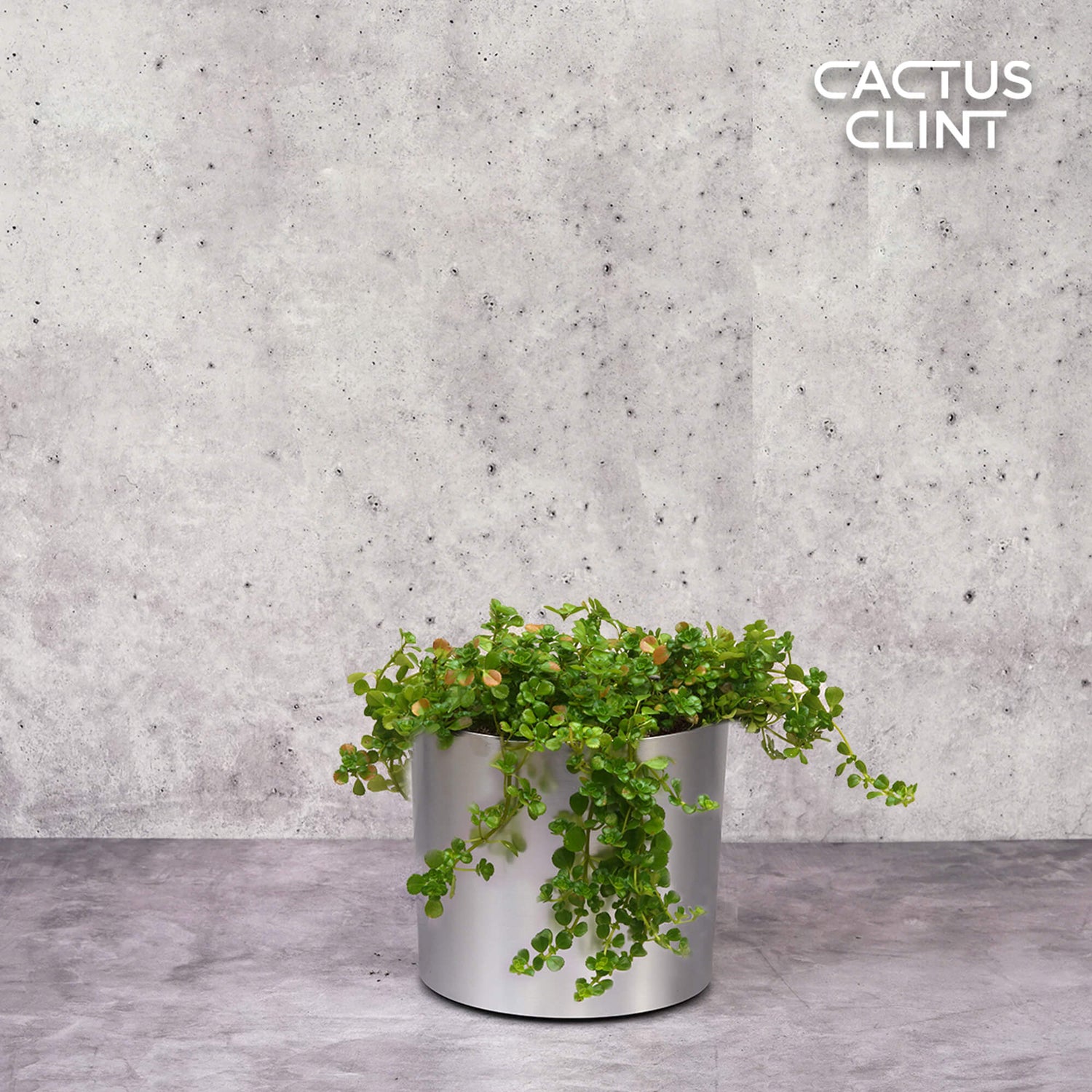 Nettle Plants | Cactus Clint