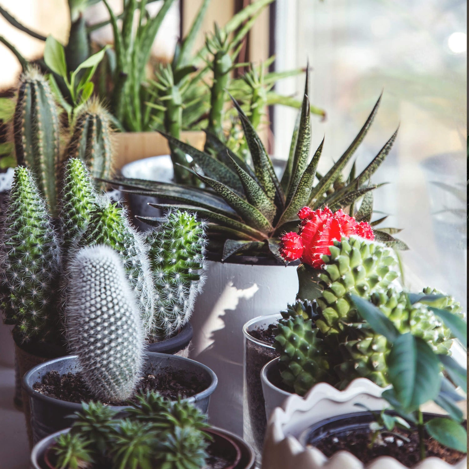 Cactus & Succulents: Low-Maintenance & Stunning | Cactus Clint