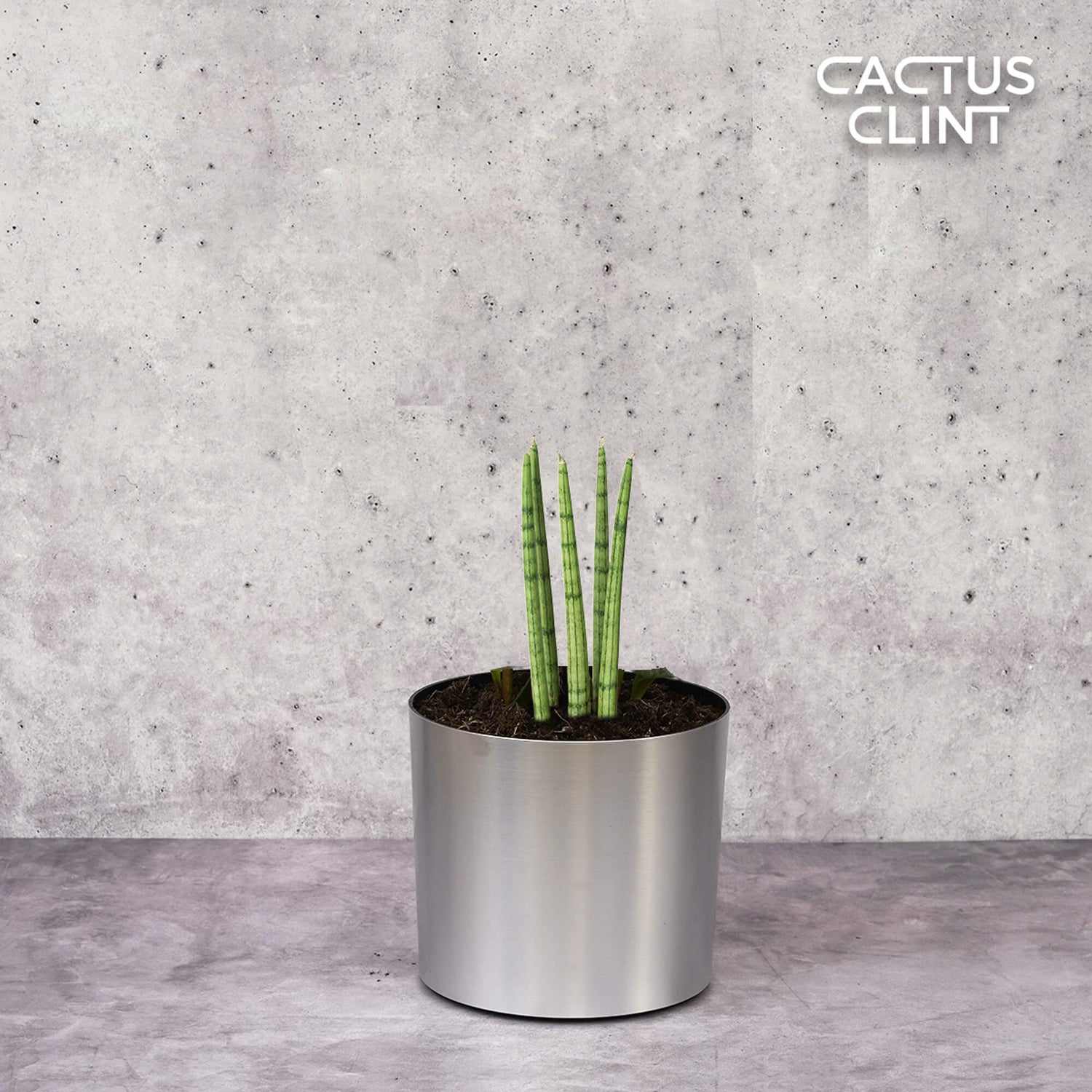 Snake Plants | Cactus Clint
