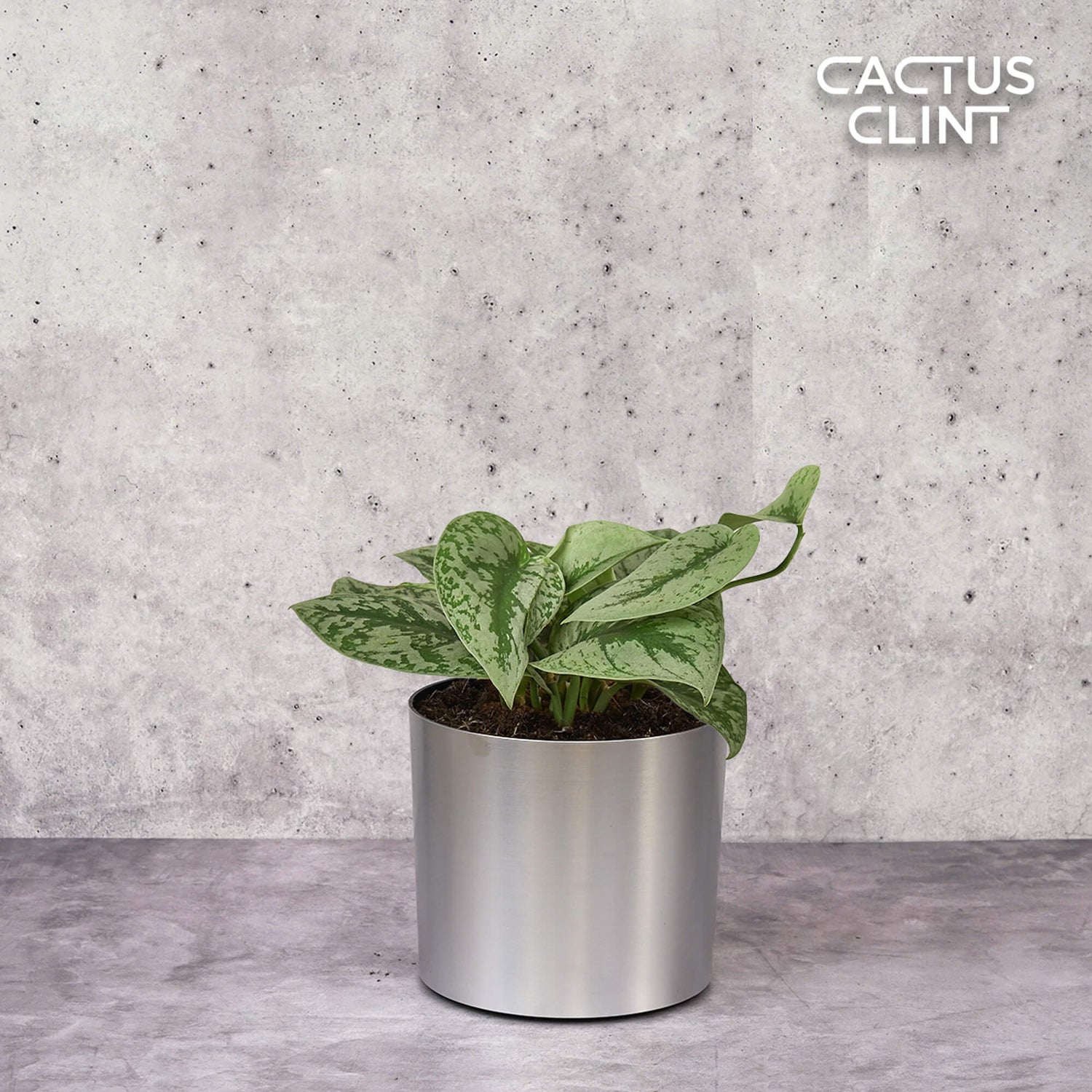 Scindapsus Plants | Cactus Clint