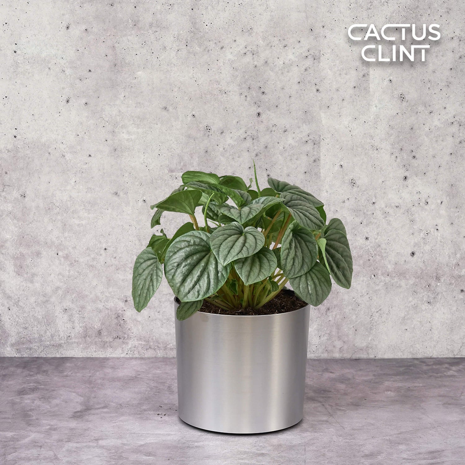 Peperomia Plants | Cactus Clint