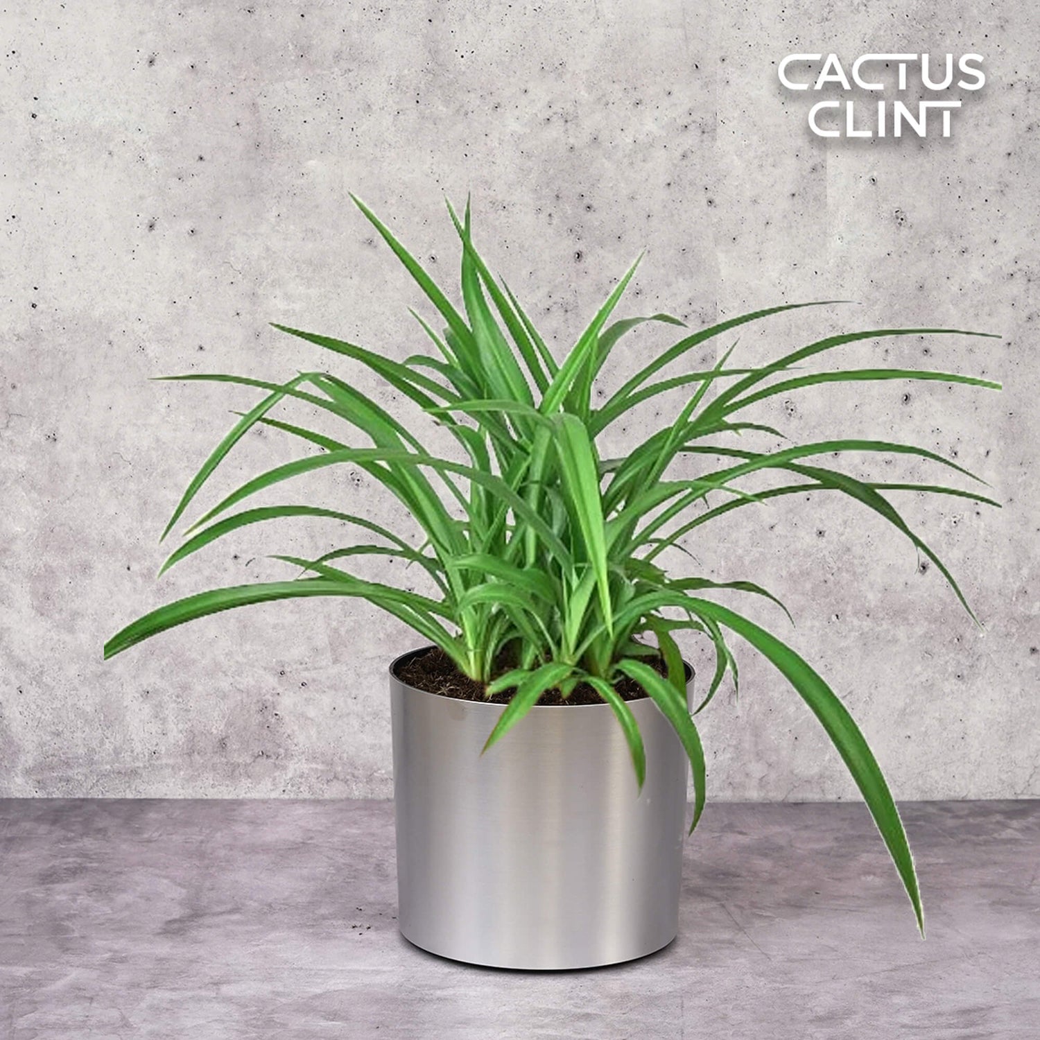 Spider Plants | Cactus Clint