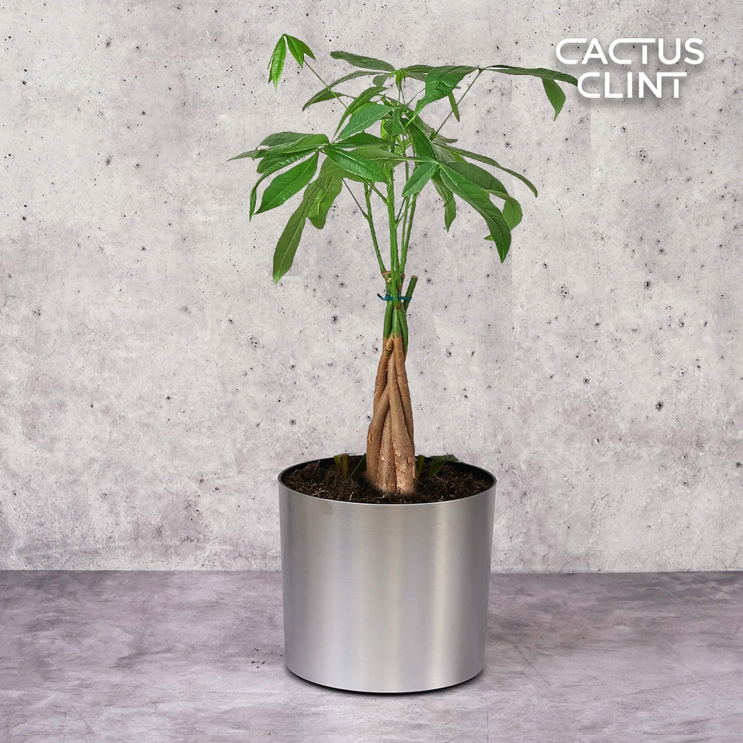 Money Trees | Good Luck, Air-Purifying & Low Maintenance | Cactus Clint