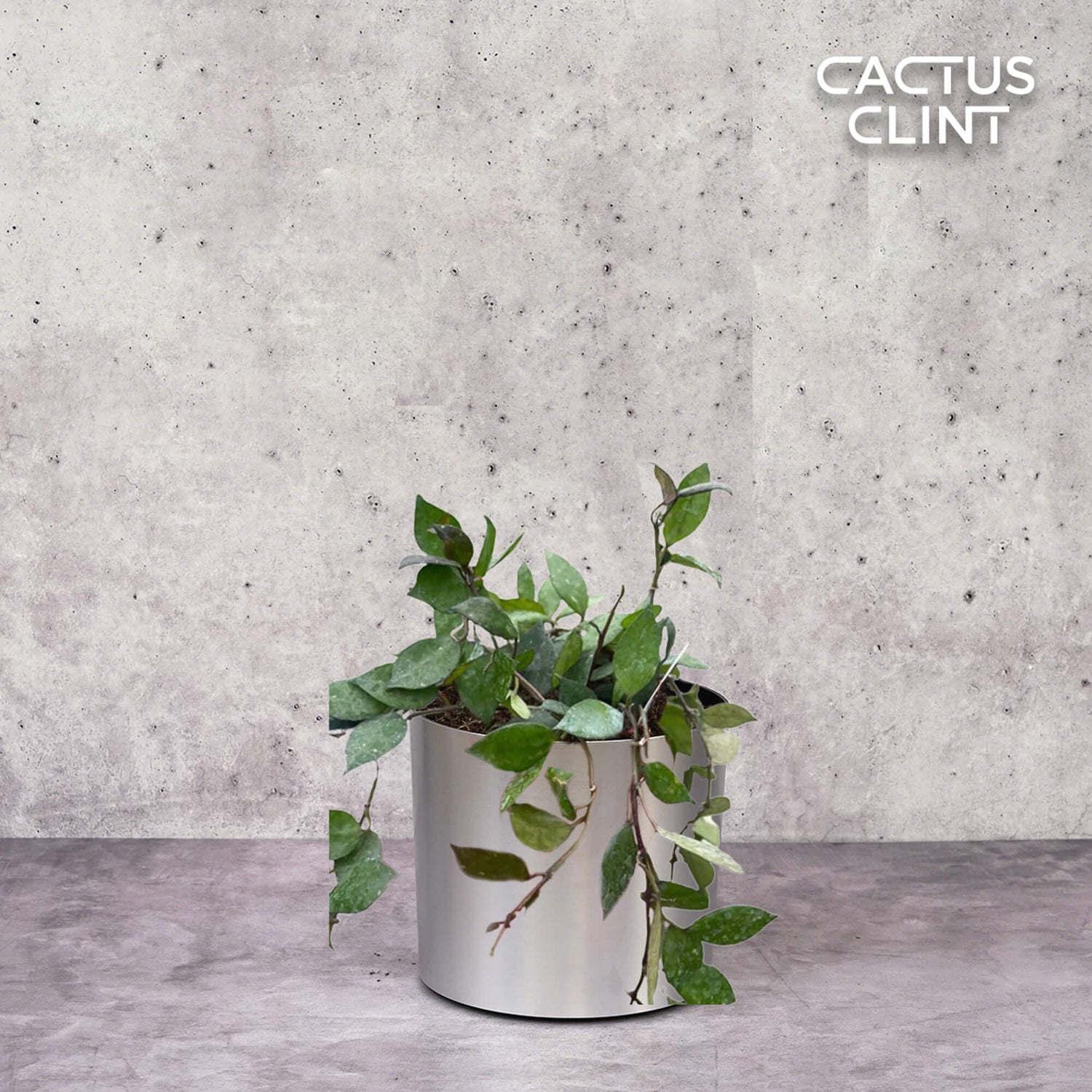 Hoya Plants | Fragrant, Vining & Easy-Care | Cactus Clint